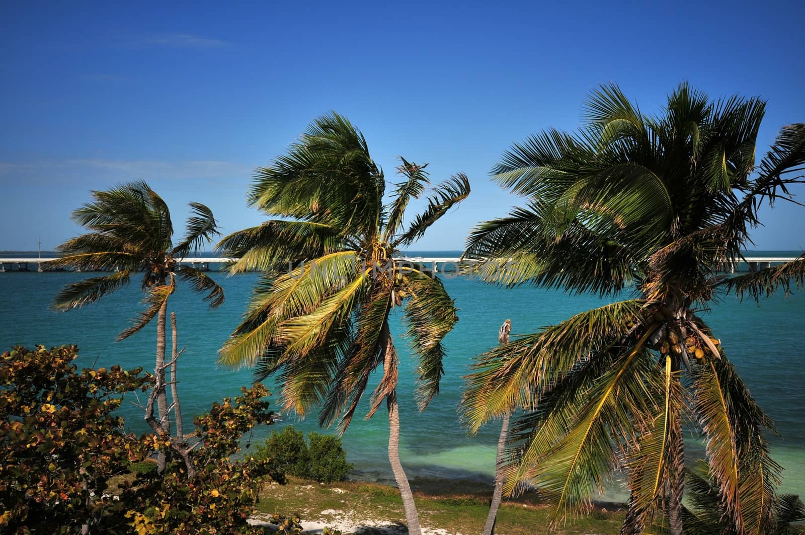 Palm Trees - Florida Keys, USA. Bahia Honda Park.