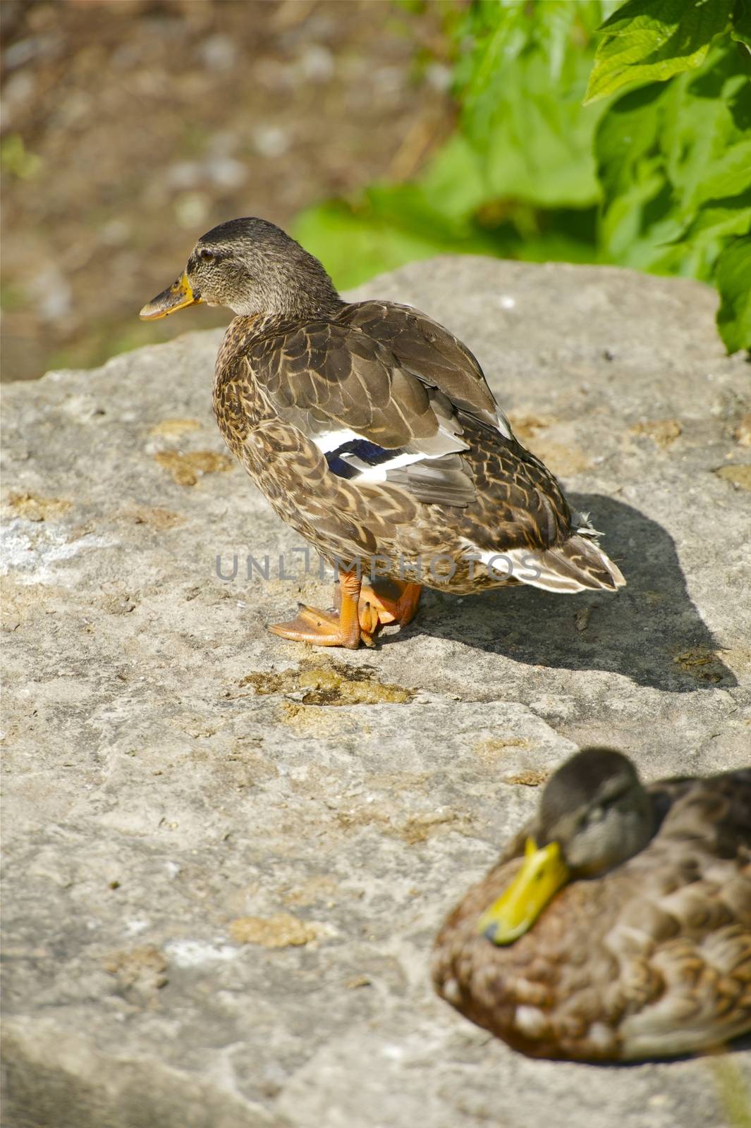 Two Female Mallard Ducks / Wild Duck. Wildlife Photo Collection. Mallards Vertical Photo