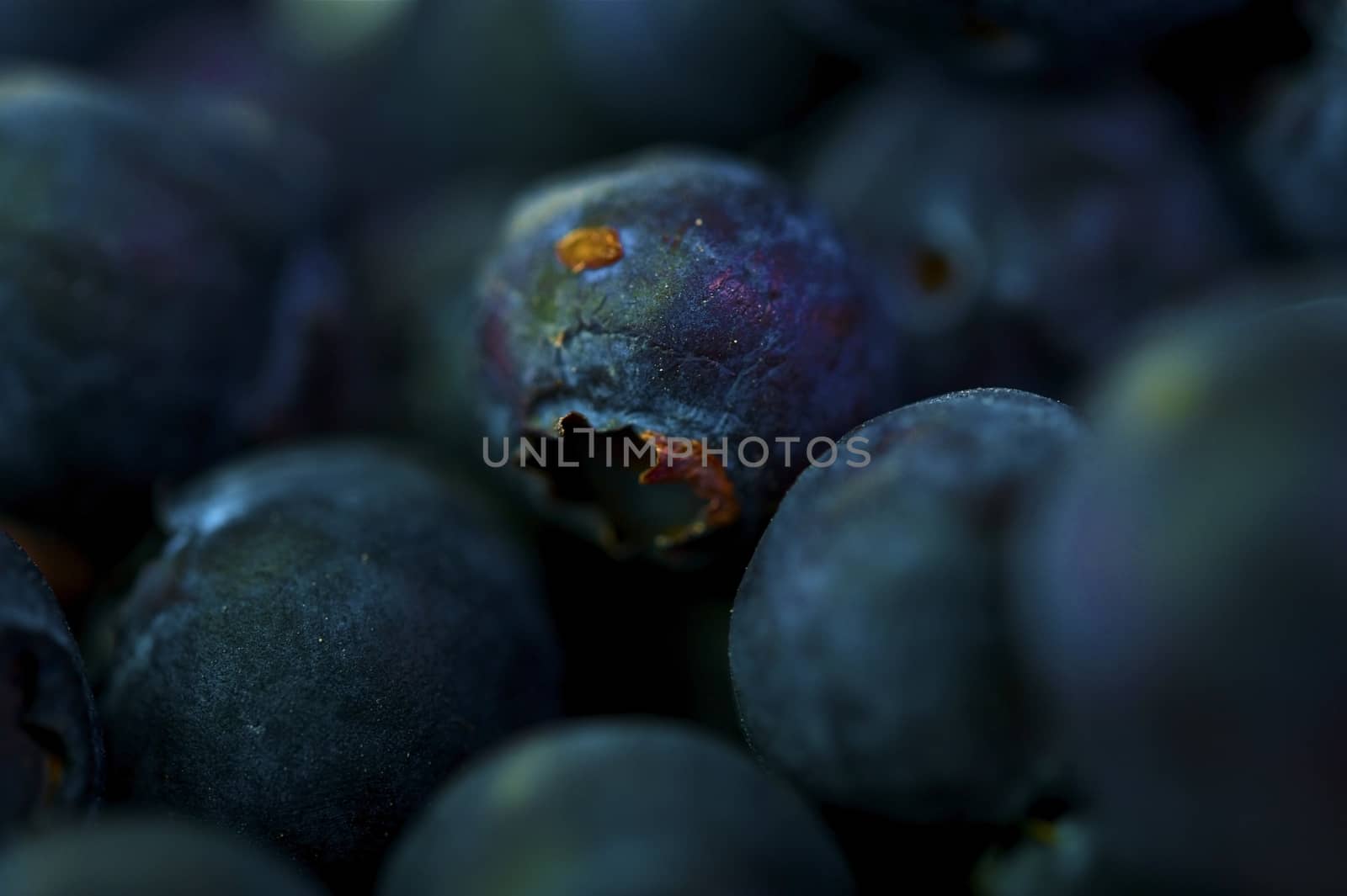 Blueberries in Macro Photography. Fresh Tasty Blueberry.