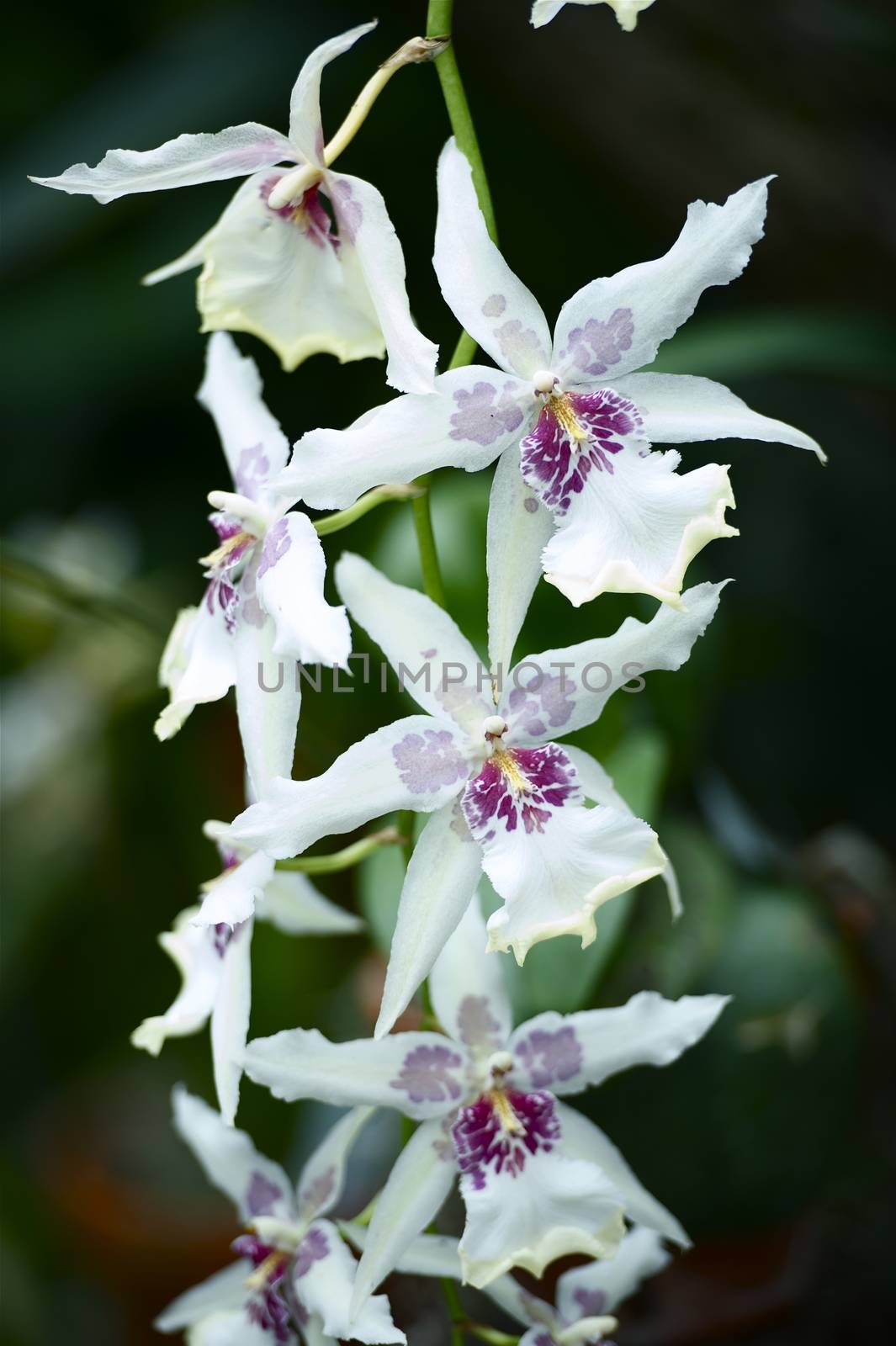 Beautiful White Orchid Flowers. Tropical Flowers Photo Collection.