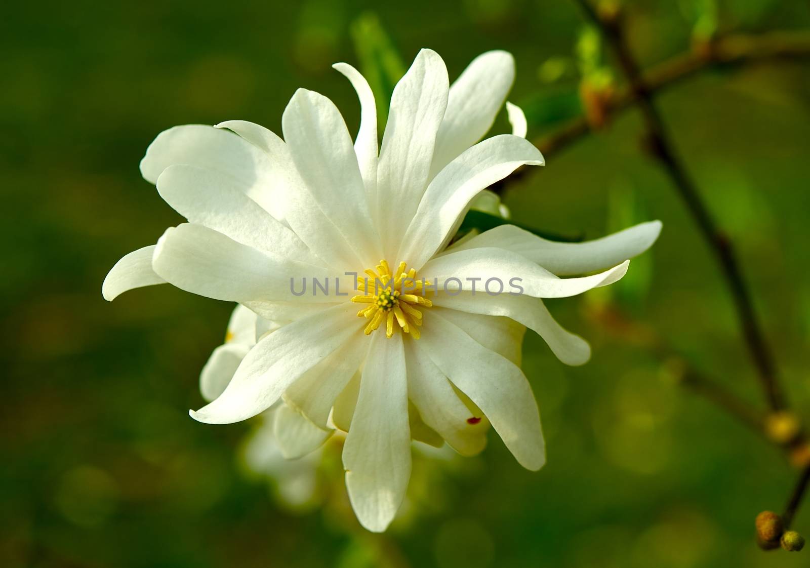 Star Magnolia Closeup. Magnolia Stellata, sometimes Called the Star Magnolia - Native to Japan.