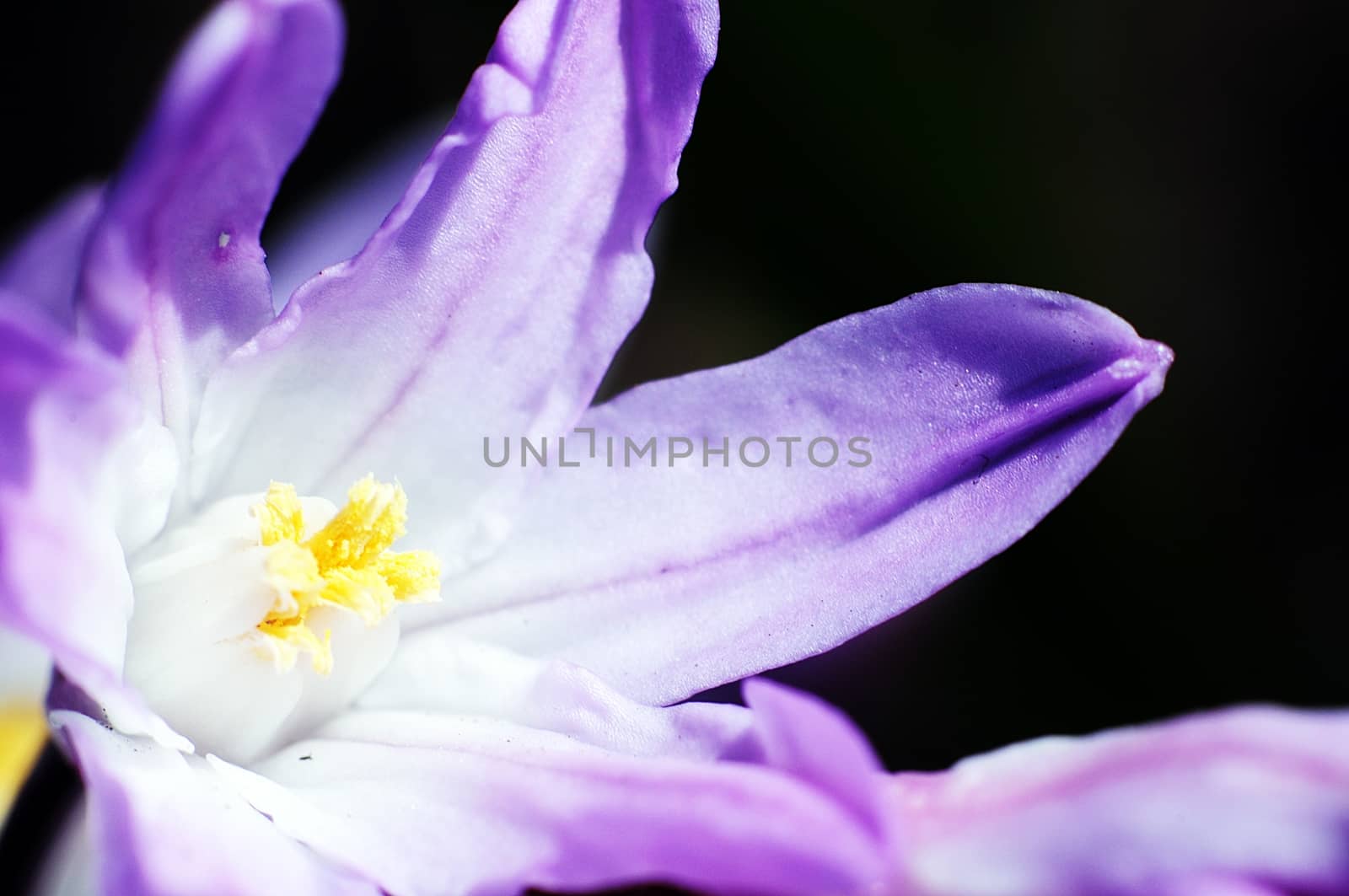 Unknown Violet Flower. Spring Blossom. Dark-Black Background. Nature Photo Collection.