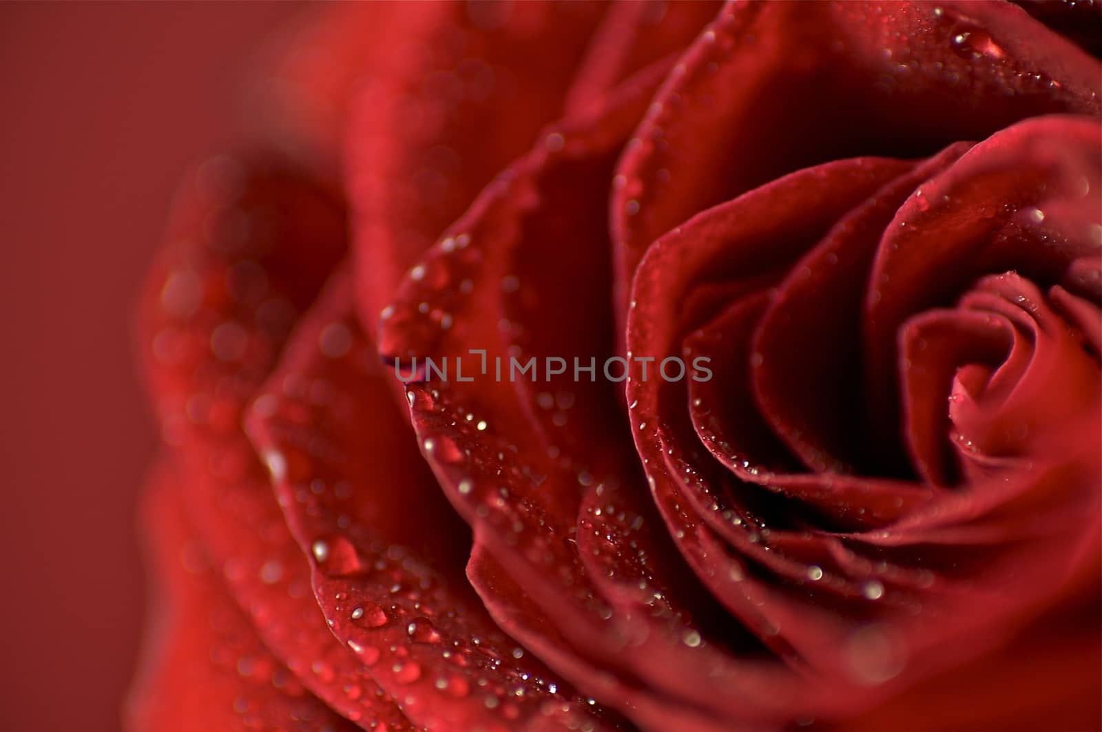 Rose Background. Red Rose and the Dew - Macro Photo. Great for Special Occasion Artwork.