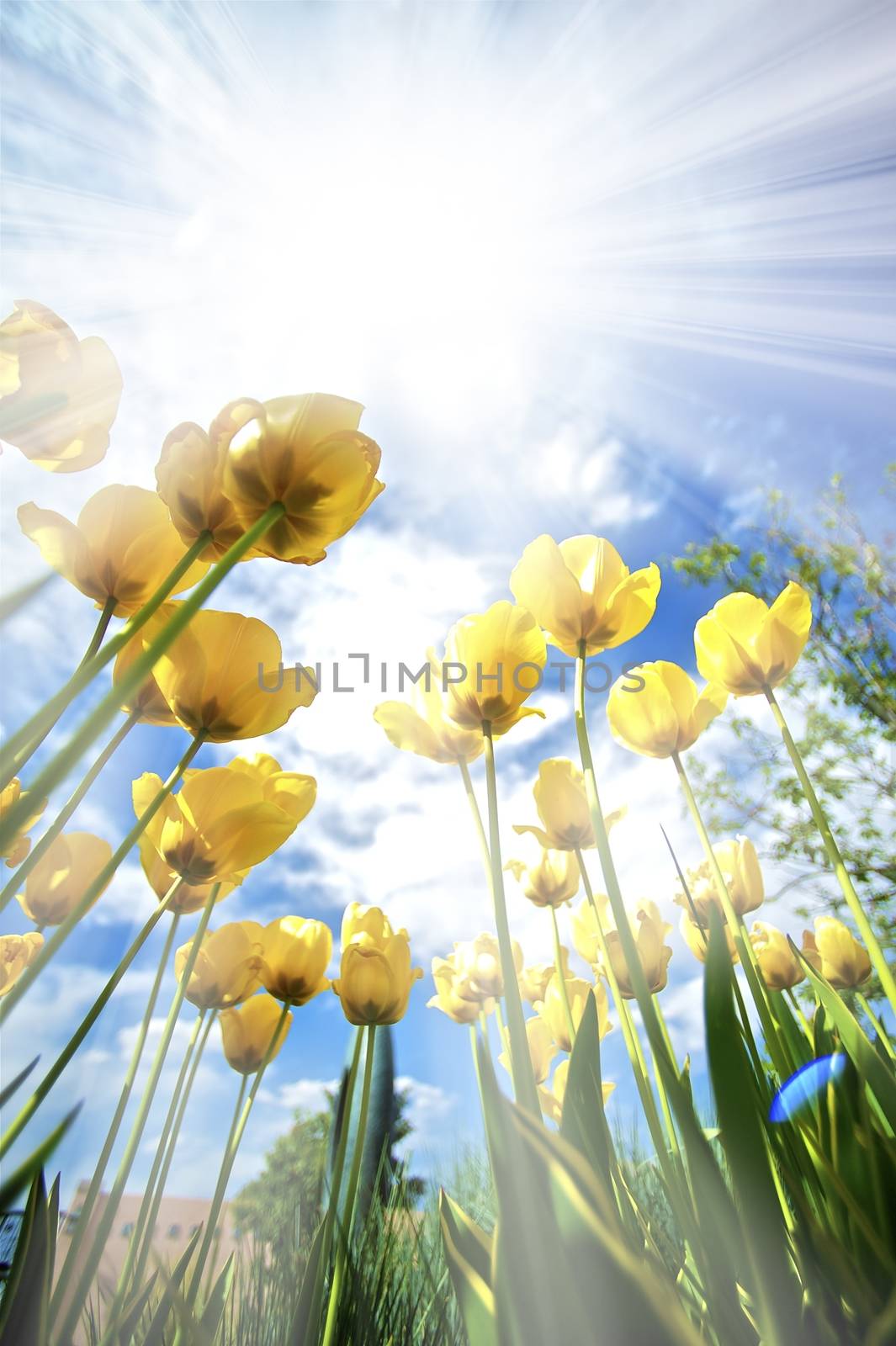 Yellow Tulips in the Sun Vertical Wide Angle Photography. Sun Rays Between Yellow Tulips