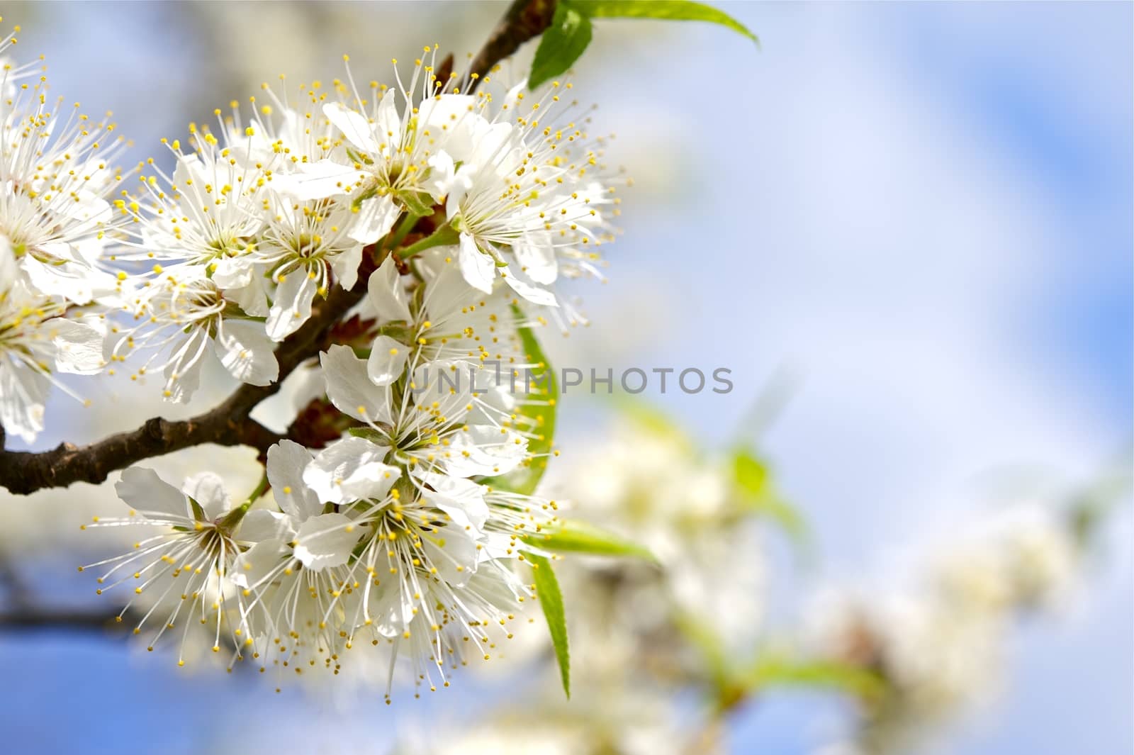 Flowering Wild Plum - Wild Plum Blossoms Closeup. Early Spring Flowering Tree. Nature Photo Collections