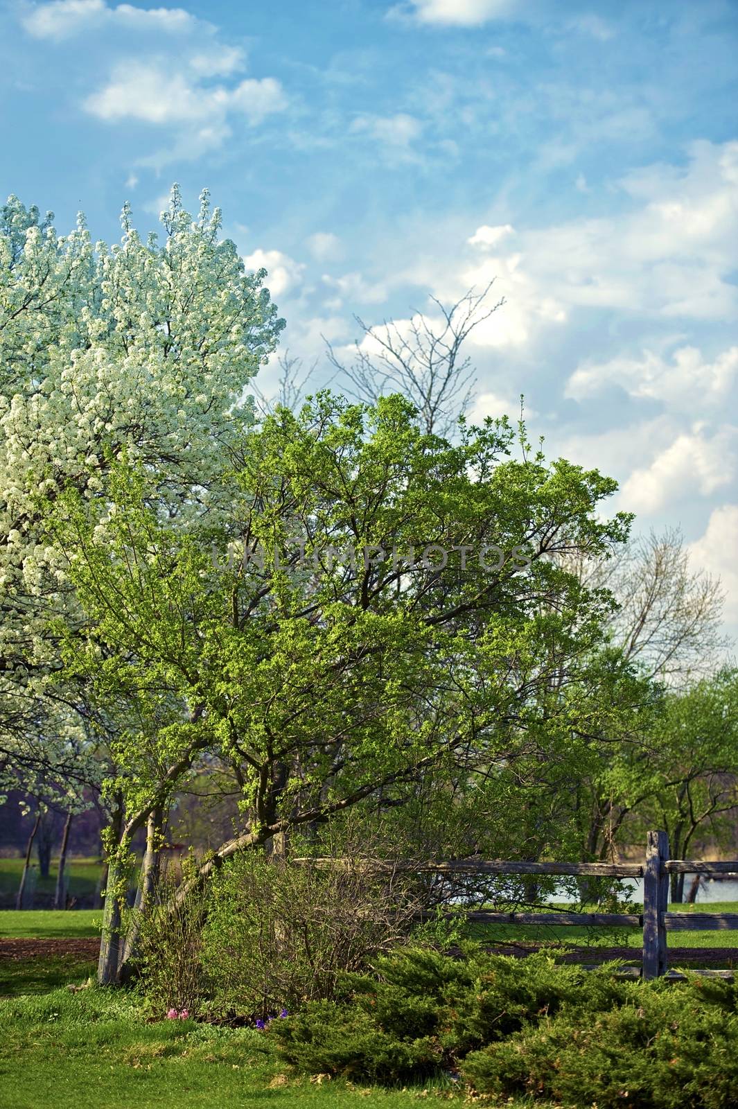 Flowering Trees - Spring in the Garden. Large Lake in the Background and Wood Fence. Gardening Theme