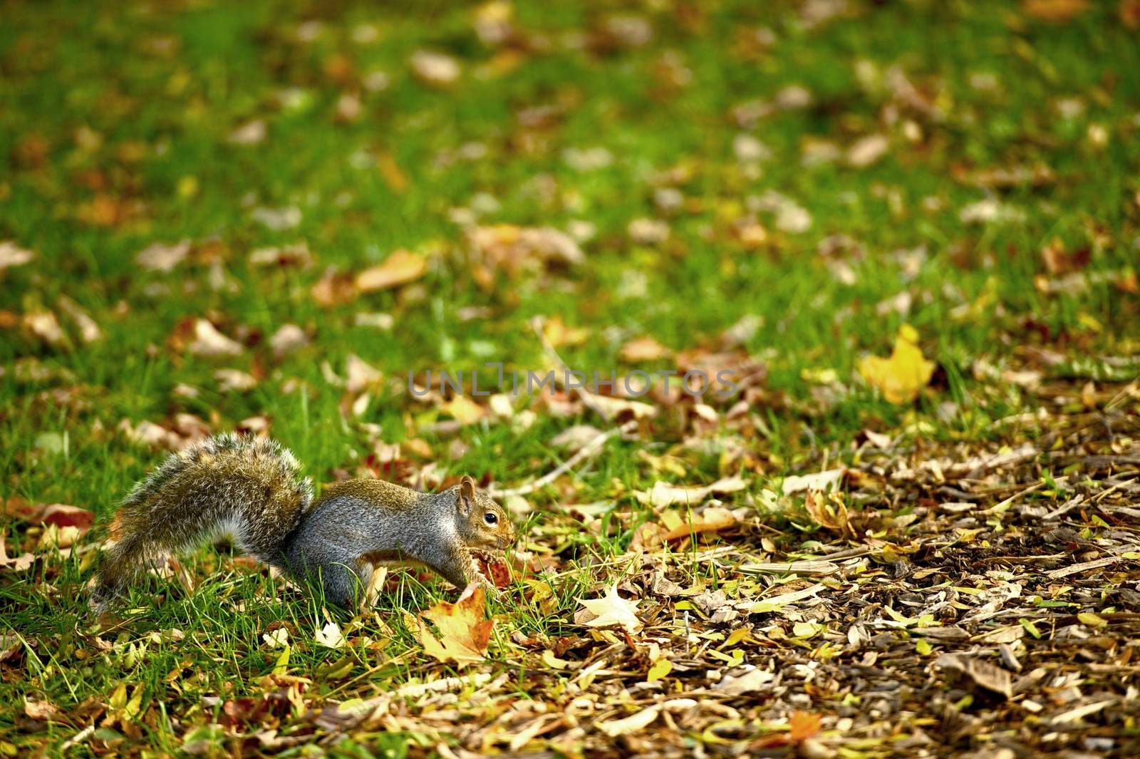 Squirrel in the Park. Early Fall. Grass and Leafs. Squirrels Belong to a Large Family of Small or Medium Sized Rodents Called the Sciuridae. 