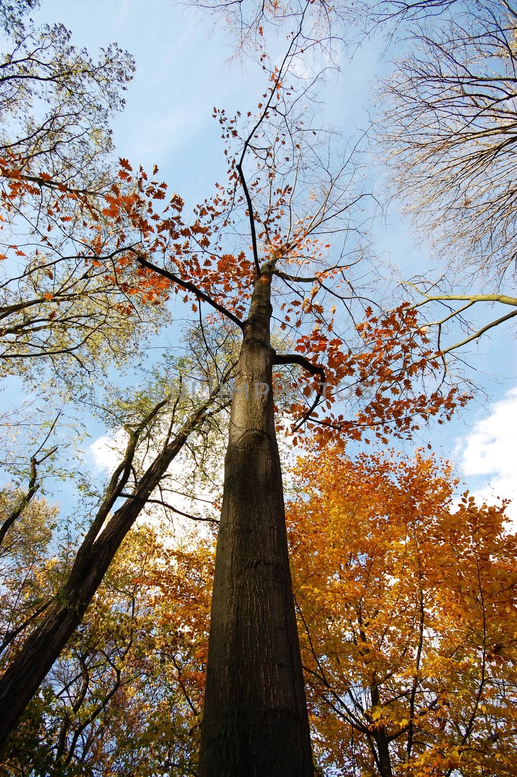 The Fall. Wide Angle Photo of the Park Trees. Fall-Autumn Theme.