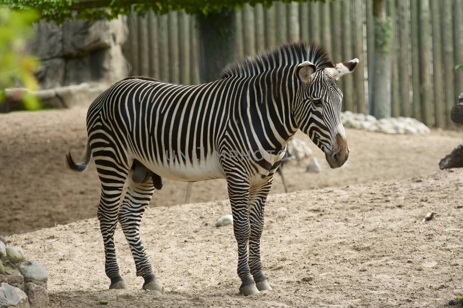 Zebra is African Equid / Horse Family / Best Known For Their Distinctive Black and White Stripes. Zebra in ZOO - Horizontal Photography