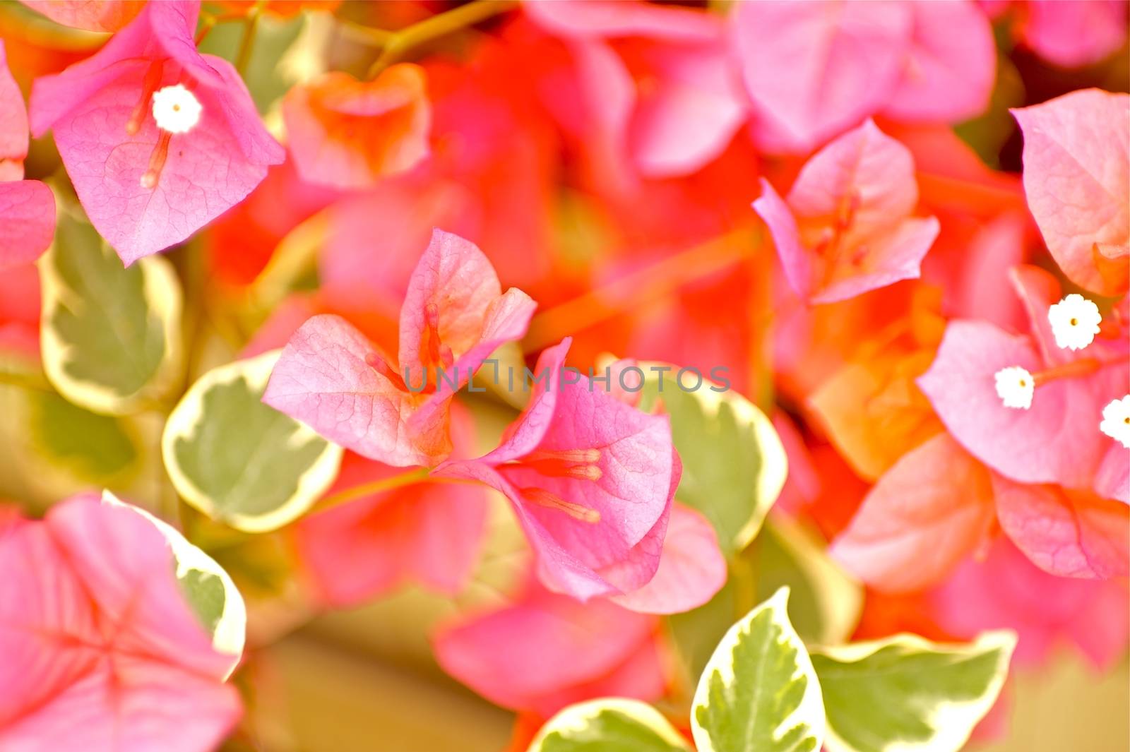 Pinky Plants -Flowers Horizontal Photography.