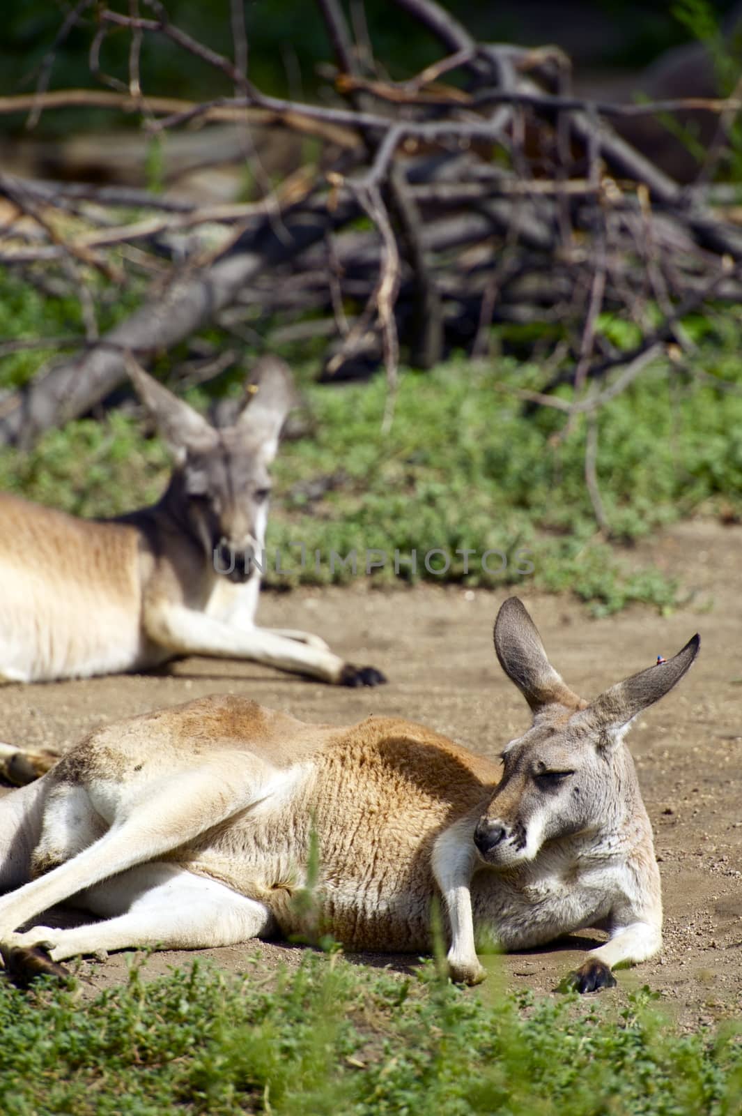 Two Kangaroos Resting on the Ground - Vertical Photography.