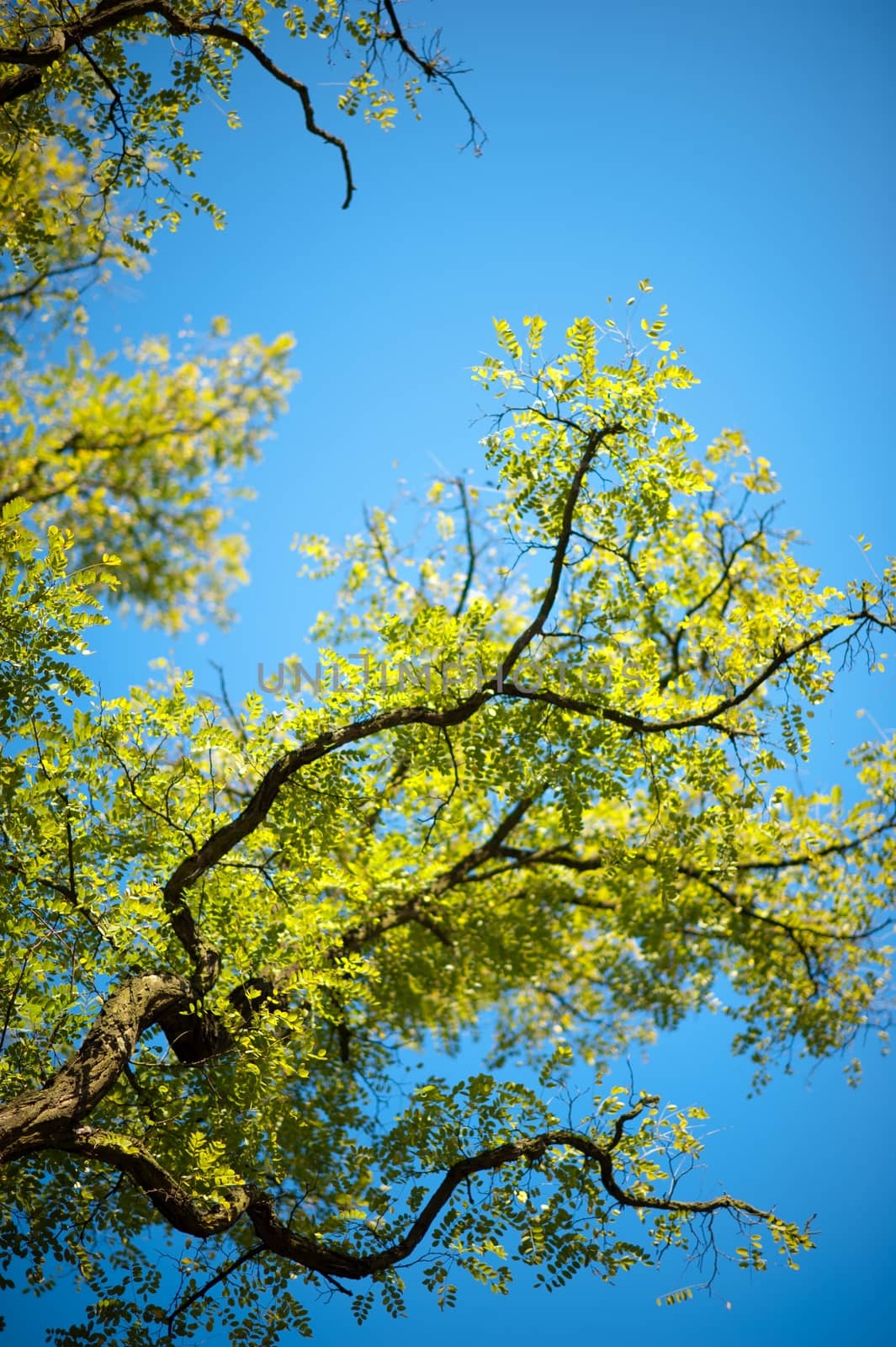 Green Spring Leafs. Spring is Coming. Juicy Green and Blue Colors of the Spring. Vertical Nature Photo.