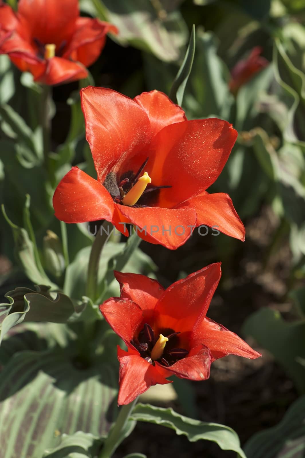 Red Blossom Tulips by welcomia