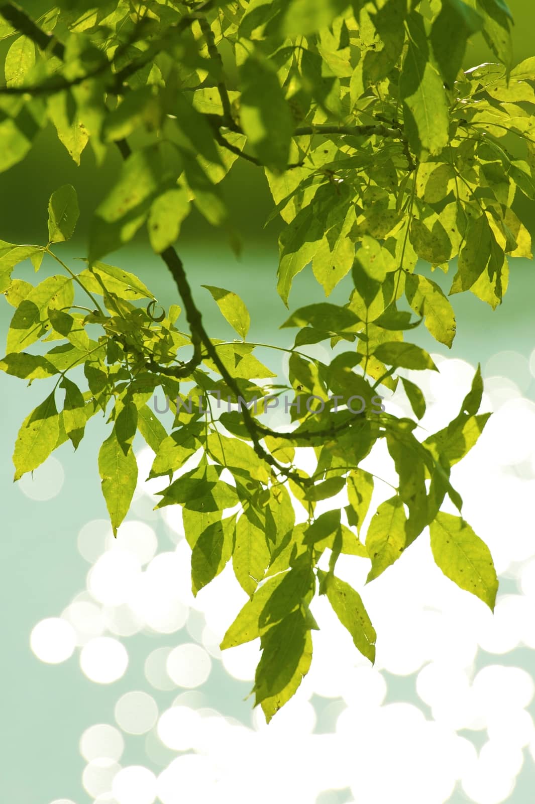 Green Summer Leaves and Lake Reflections in the Background. Vertical Photo