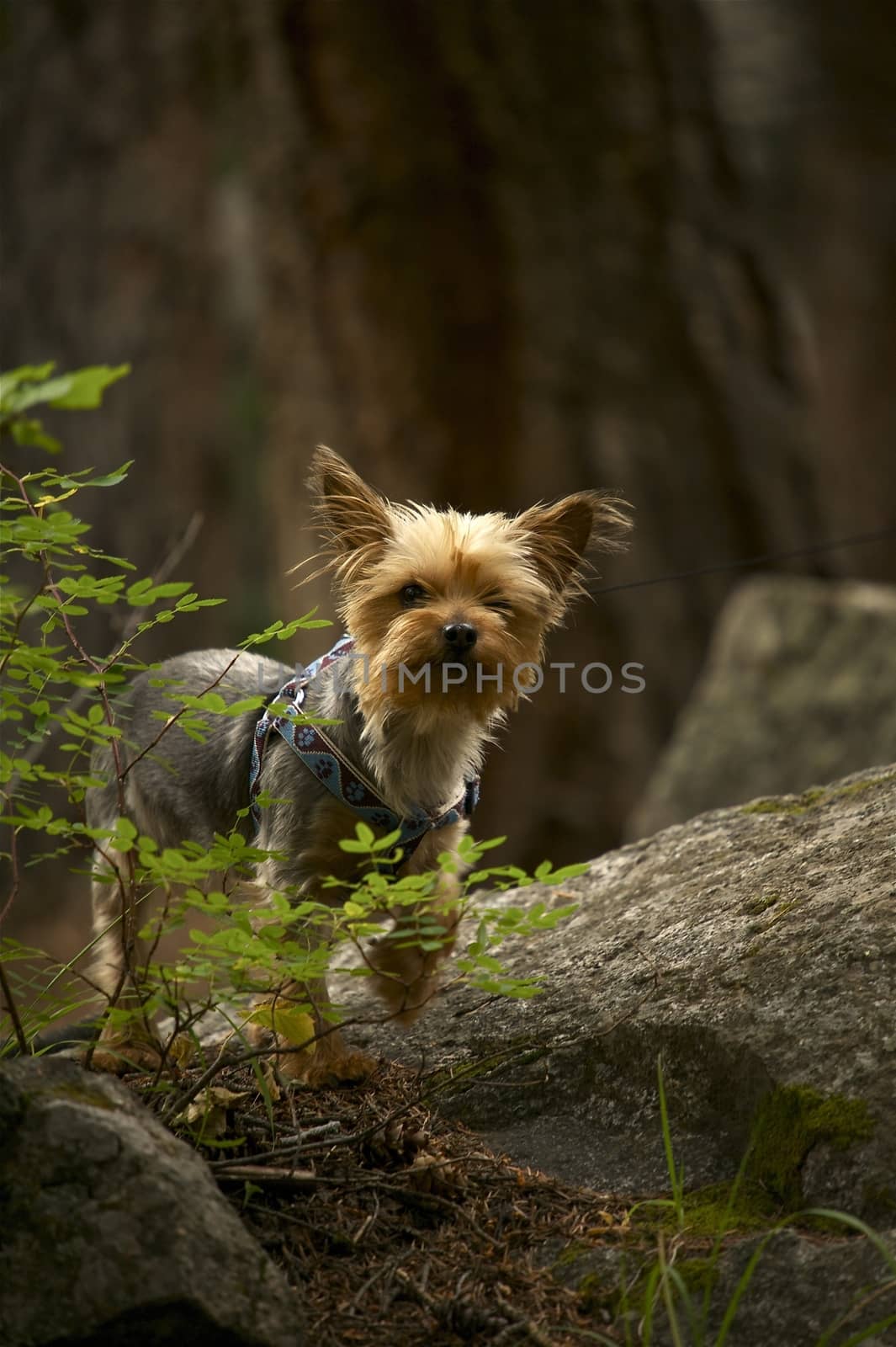 Dog in Forest by welcomia