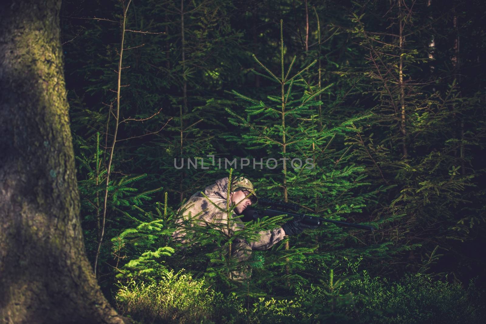 Hiding Poacher with Rifle in Deep Spruce Forest. Hunting Poacher. Poaching Theme.