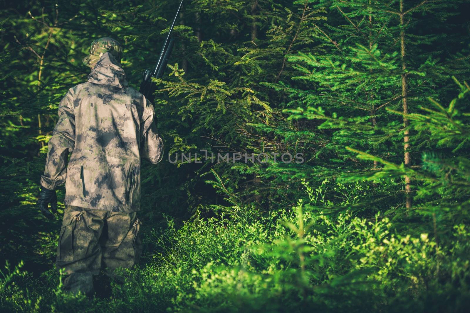 Illegal Hunting Poacher in the Forest. Poacher with Rifle.
