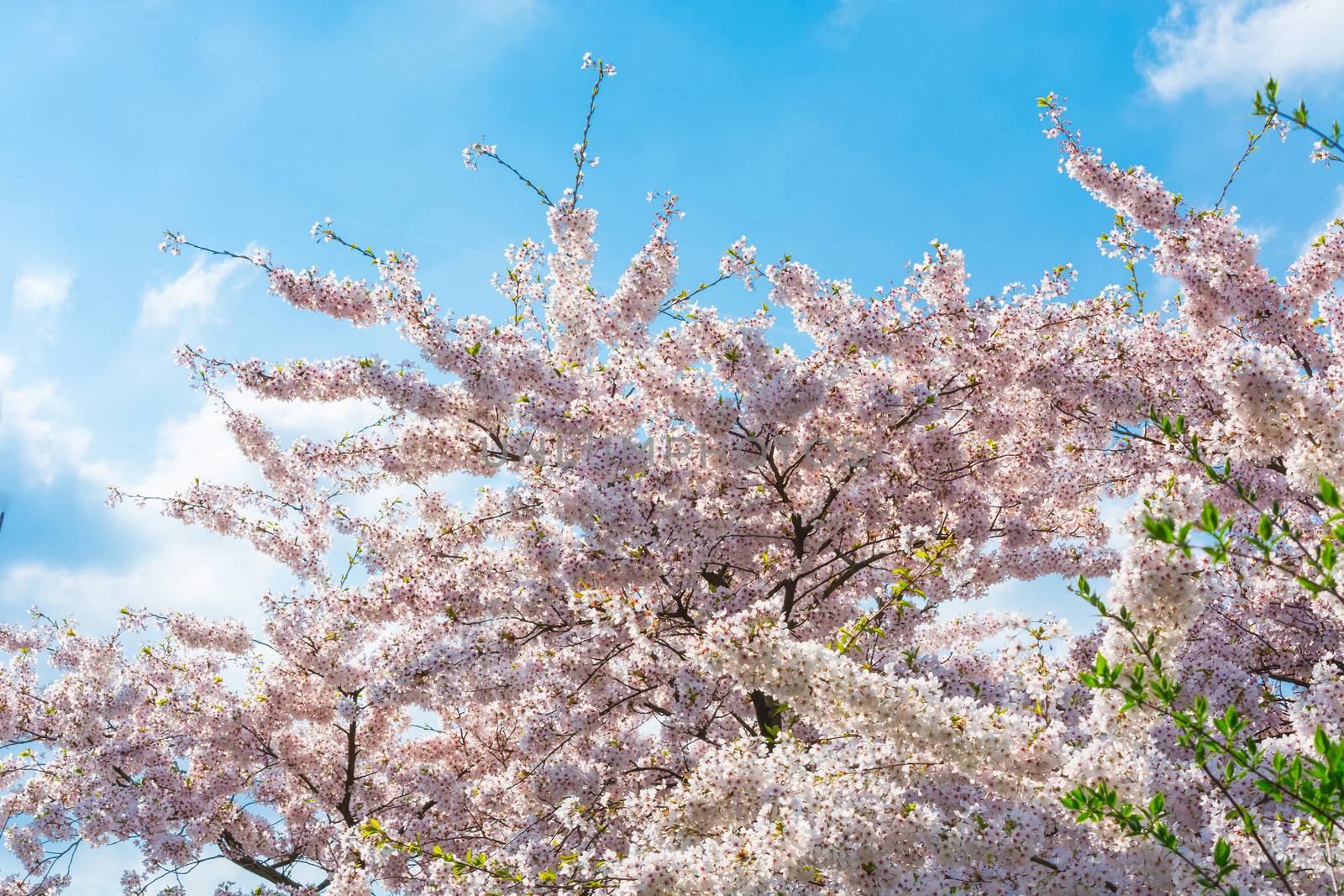 Beautiful fascinating spring scene with blue sky.