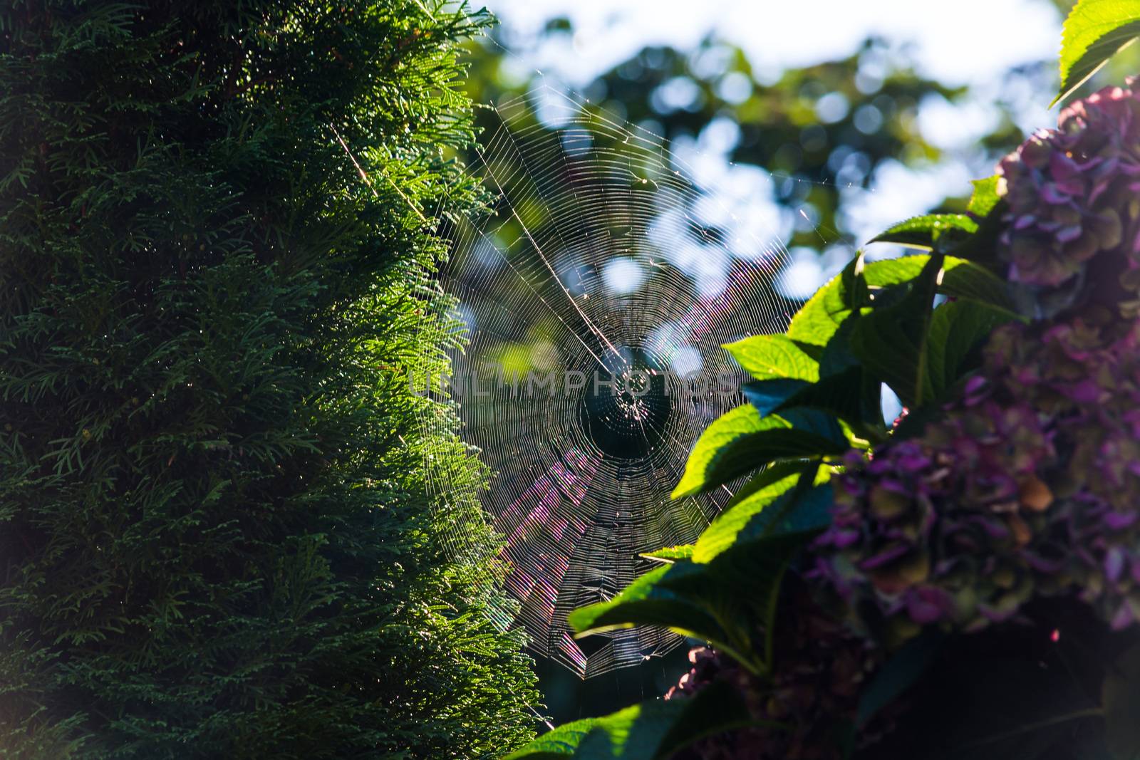 The spider's web or cobweb close up with colorful background.