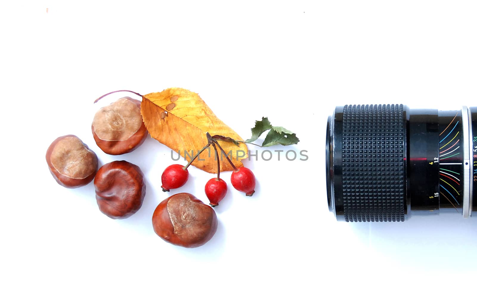 horse chestnut, camera lens, leaf and rose hips by nehru