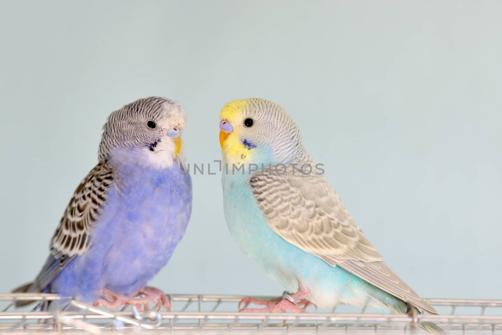 Budgerigar parrots on cage by jordachelr
