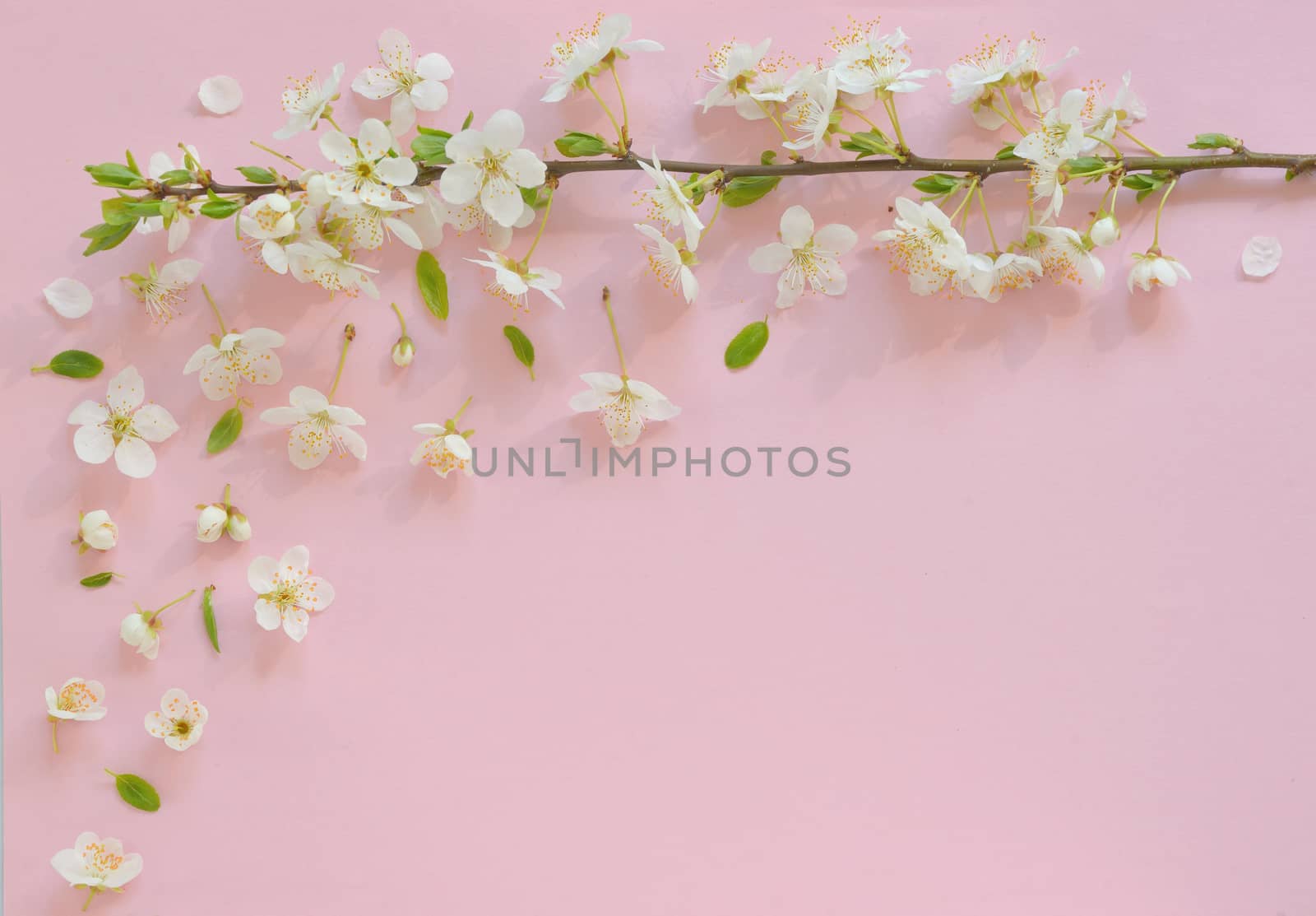 Cherry blossom on pink paper  background