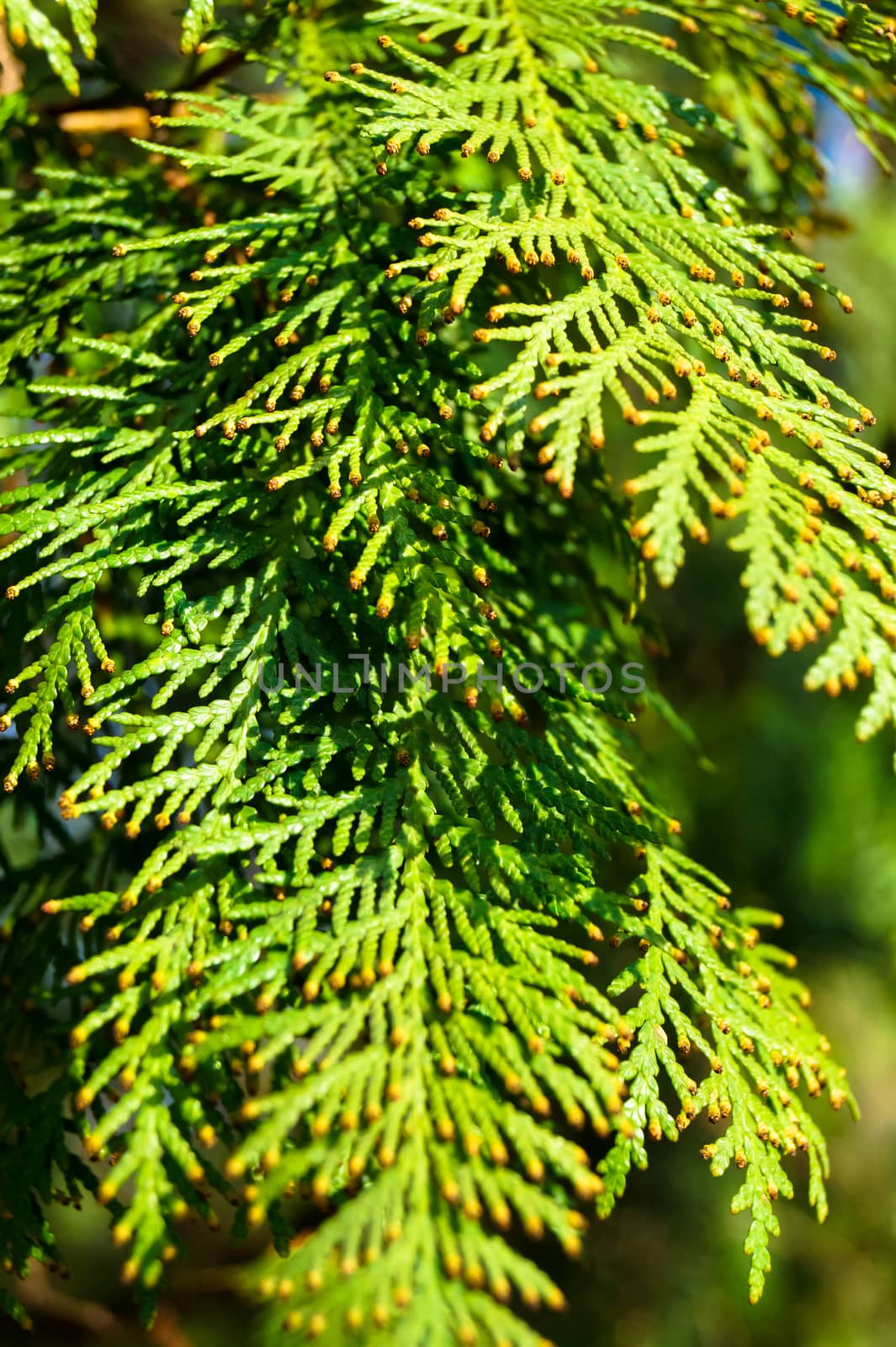 beautiful green leaves in the sun