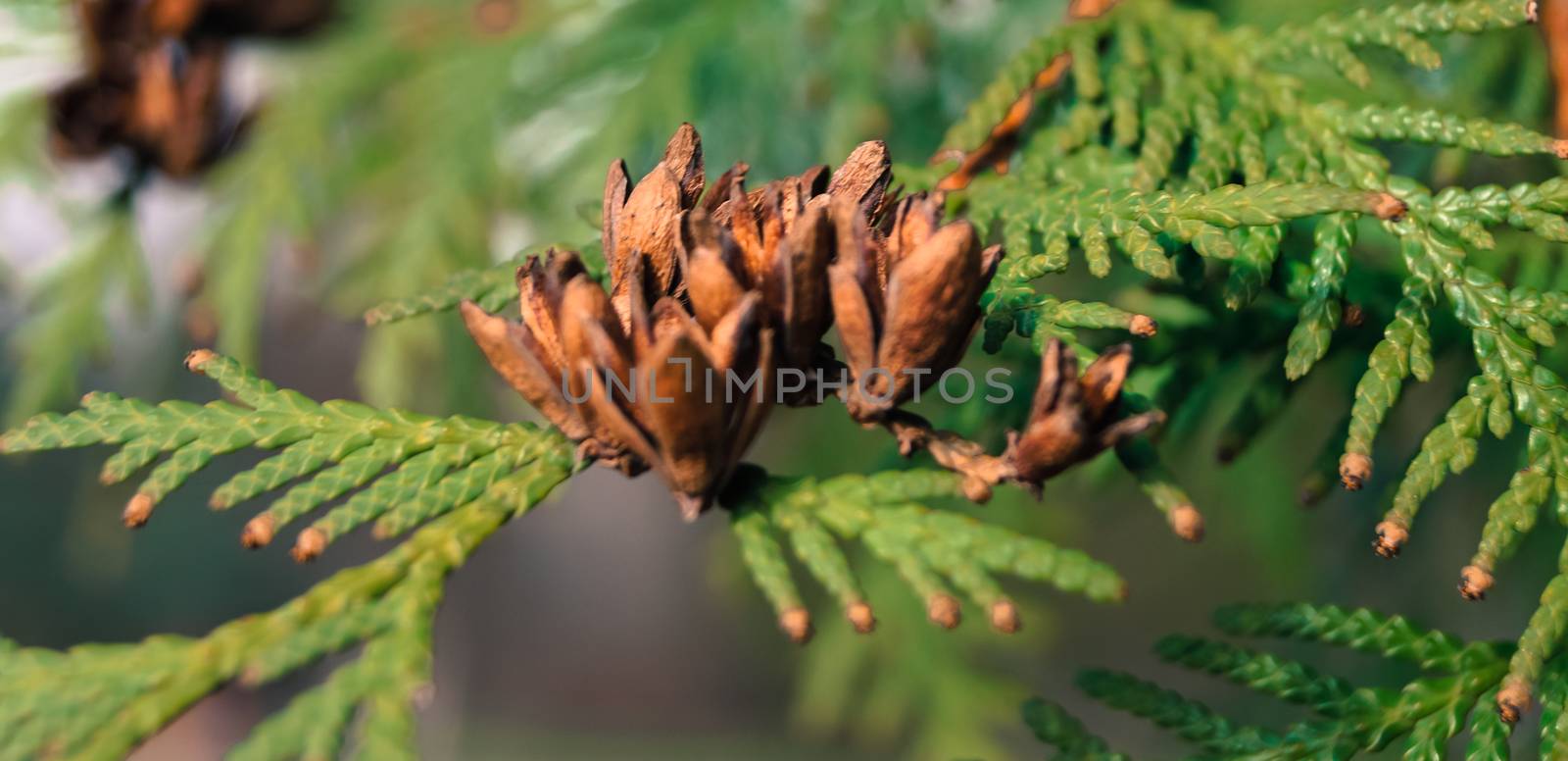 beautiful buds on a tree branch