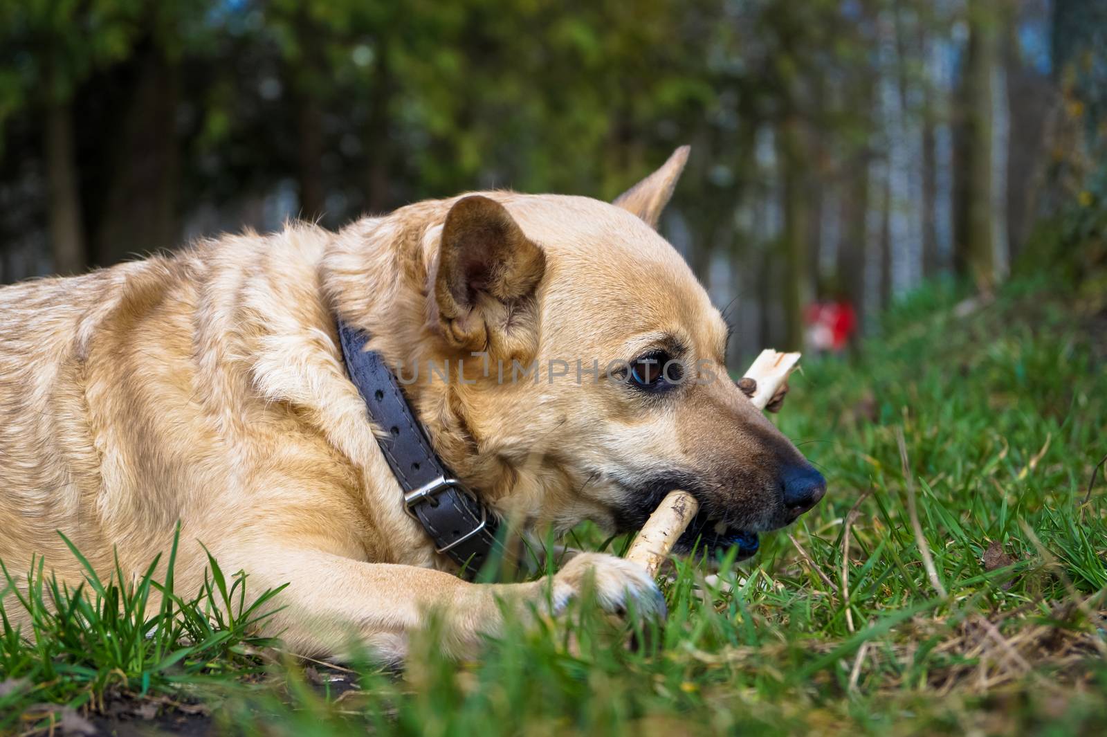 little dog plays and chews a stick by Oleczka11