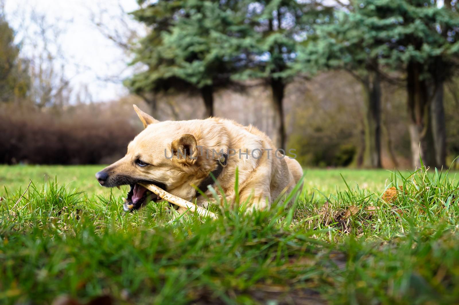 the dog is chewing the stick by Oleczka11