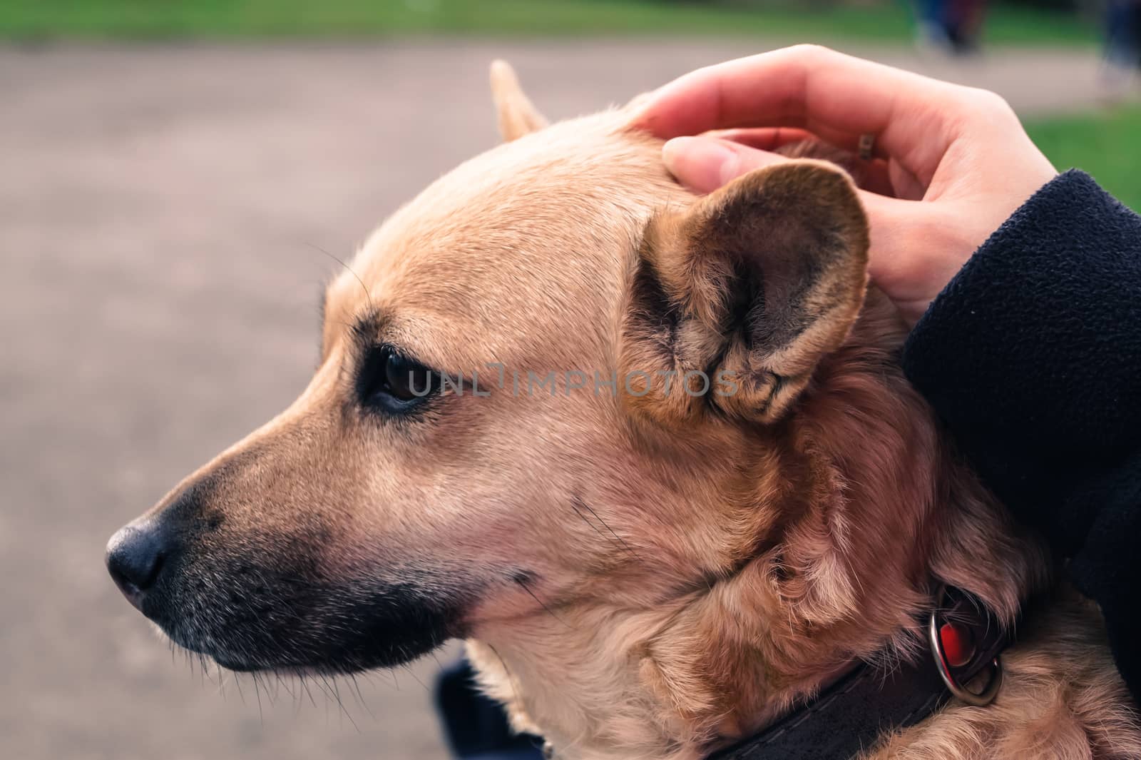 the dog pats the hand of the owner