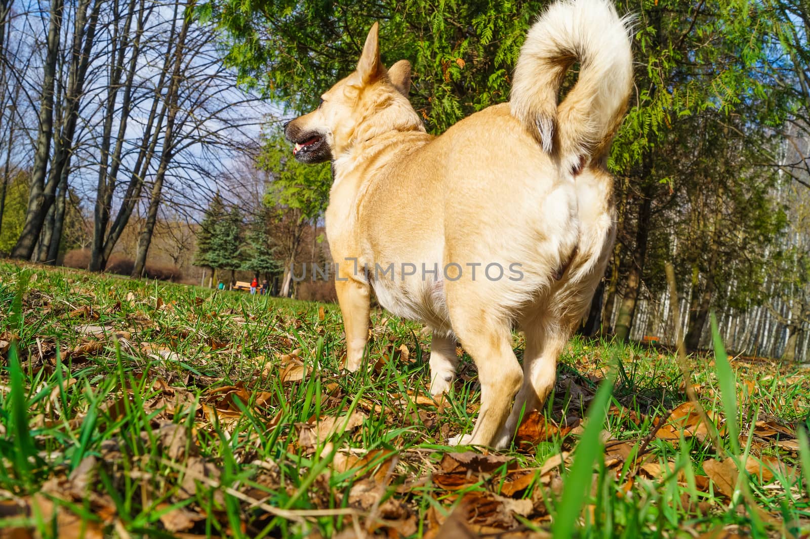 the dog in the Park looking for his owner by Oleczka11