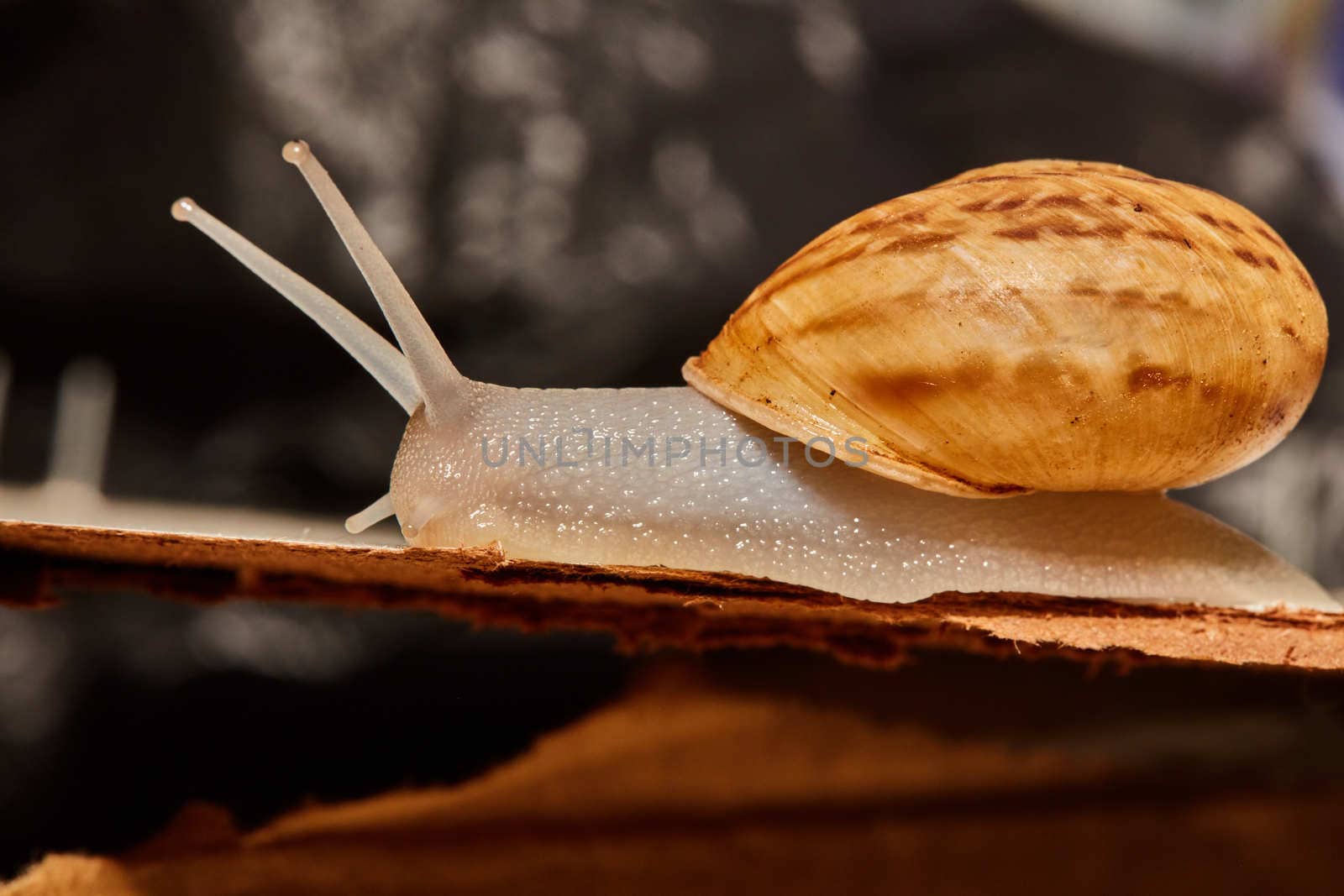 snail macro photo