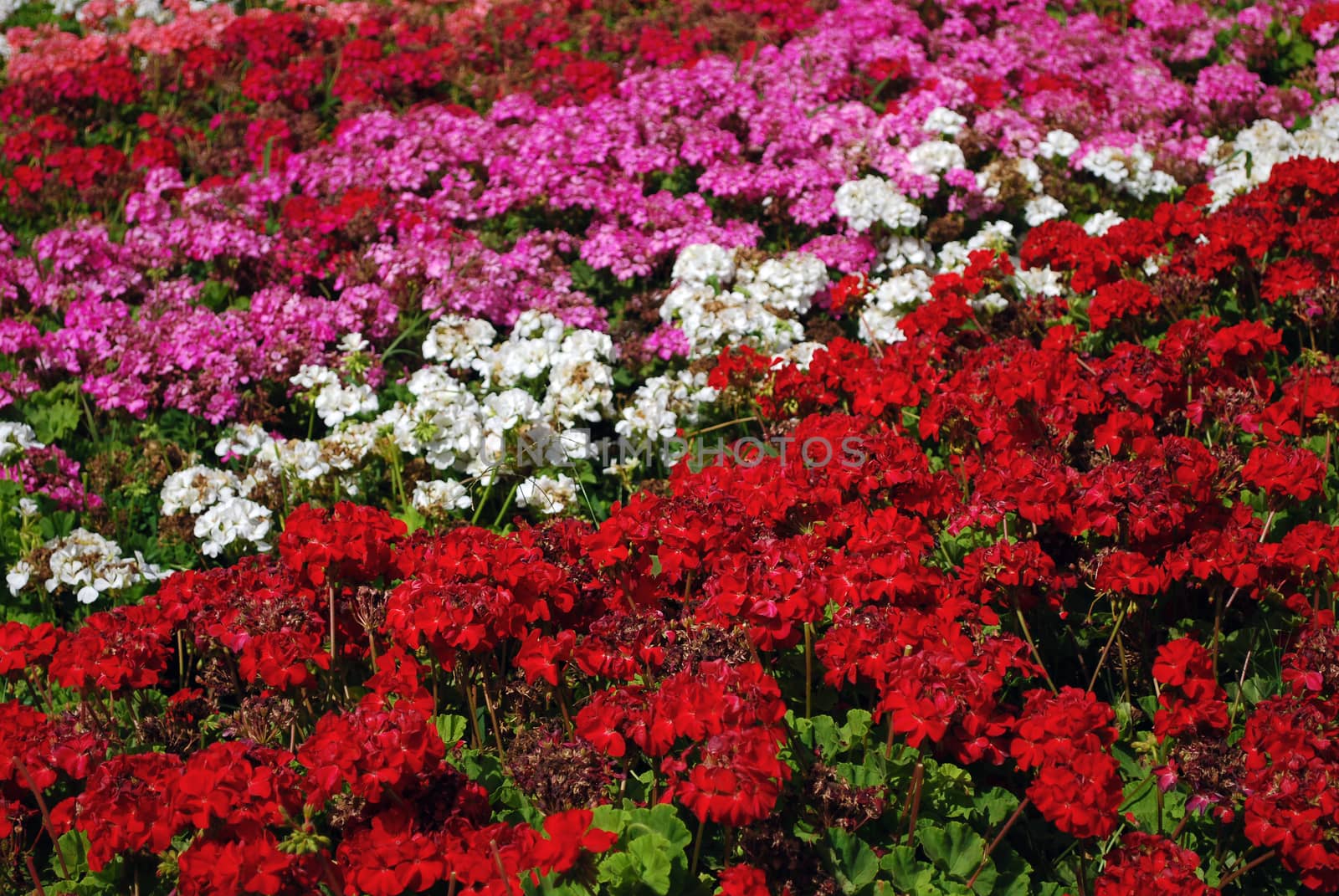 Field of Colored Red, Pink, Purple and White Flower Rows