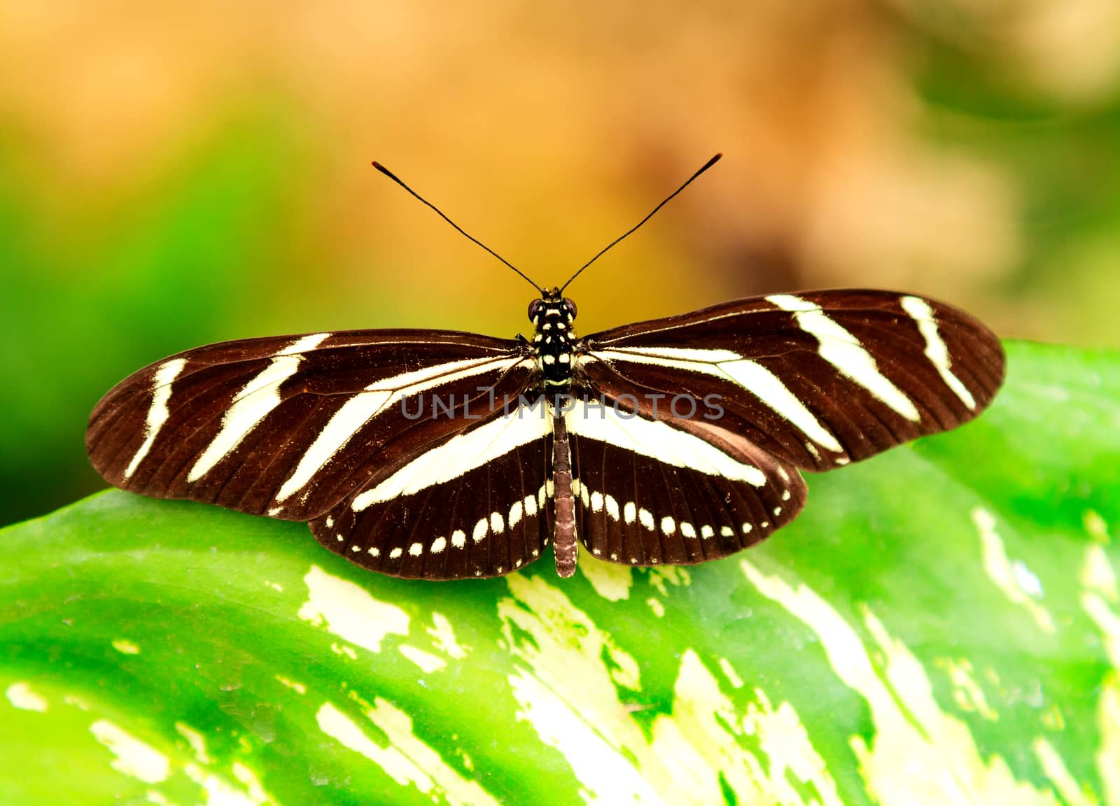 Big butterfly on a green leaf