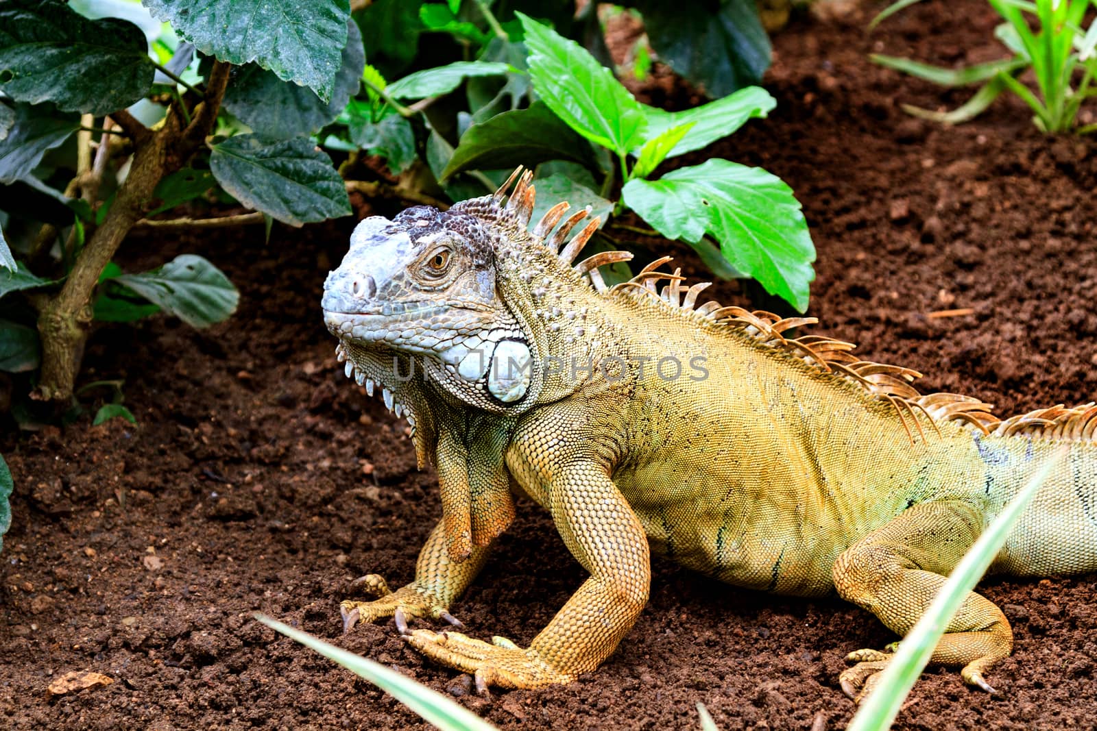 The green iguana (Iguana iguana)