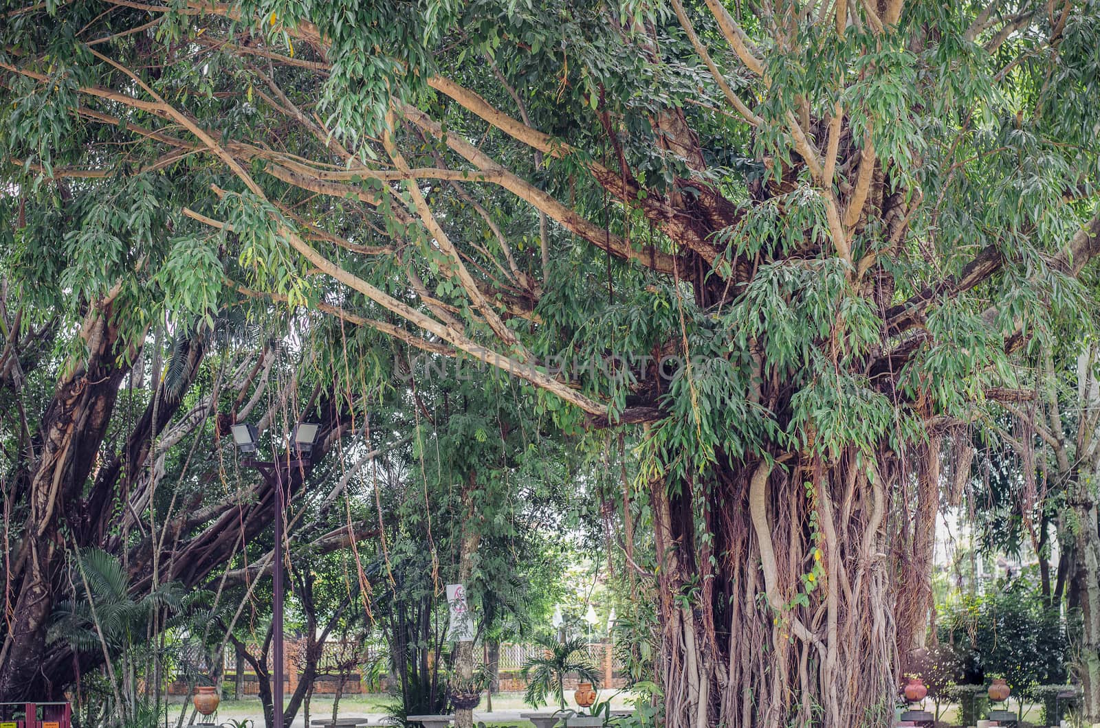 Banyan Big trees near high