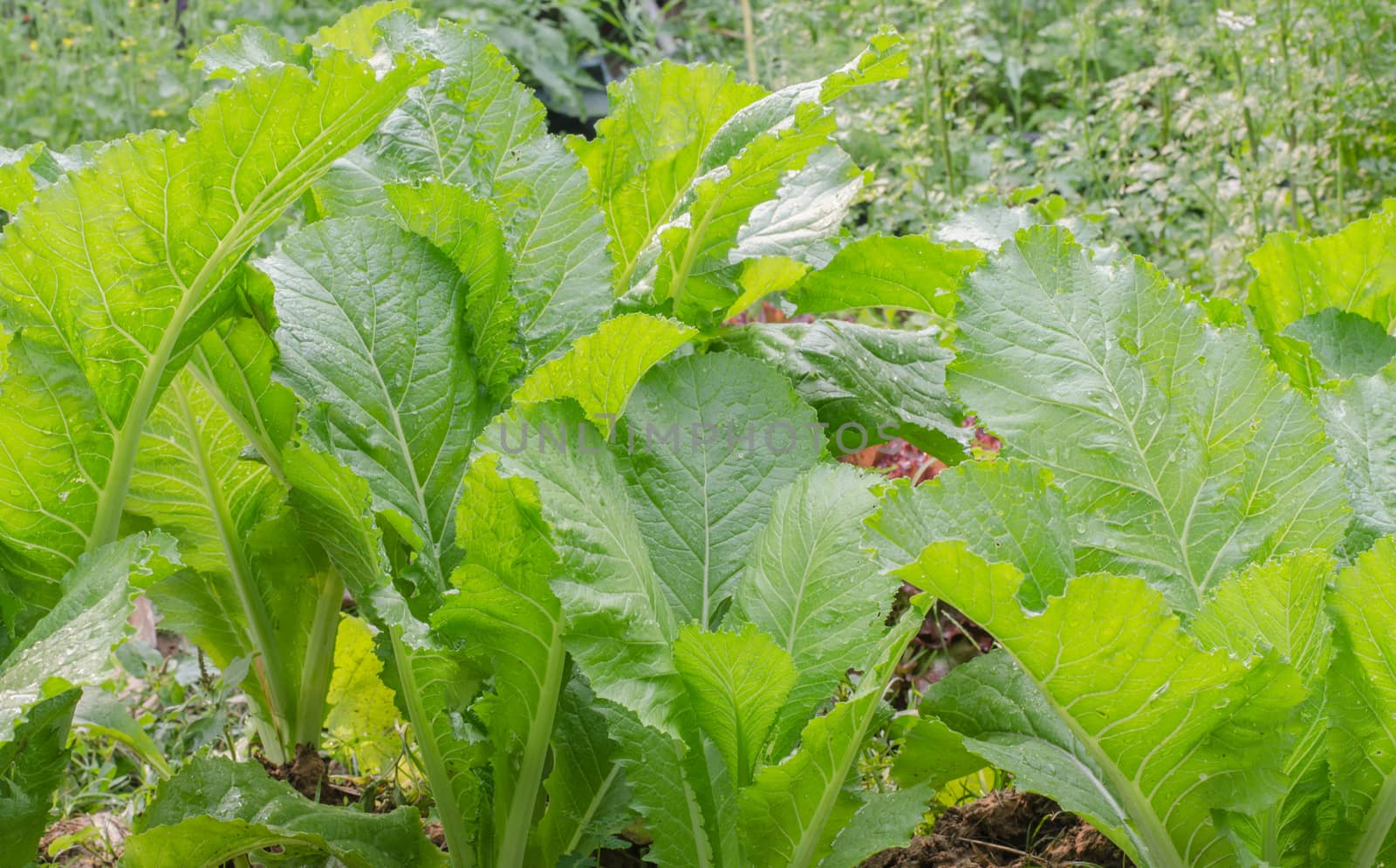 Green leafy lettuce for cooking close-up by metal22