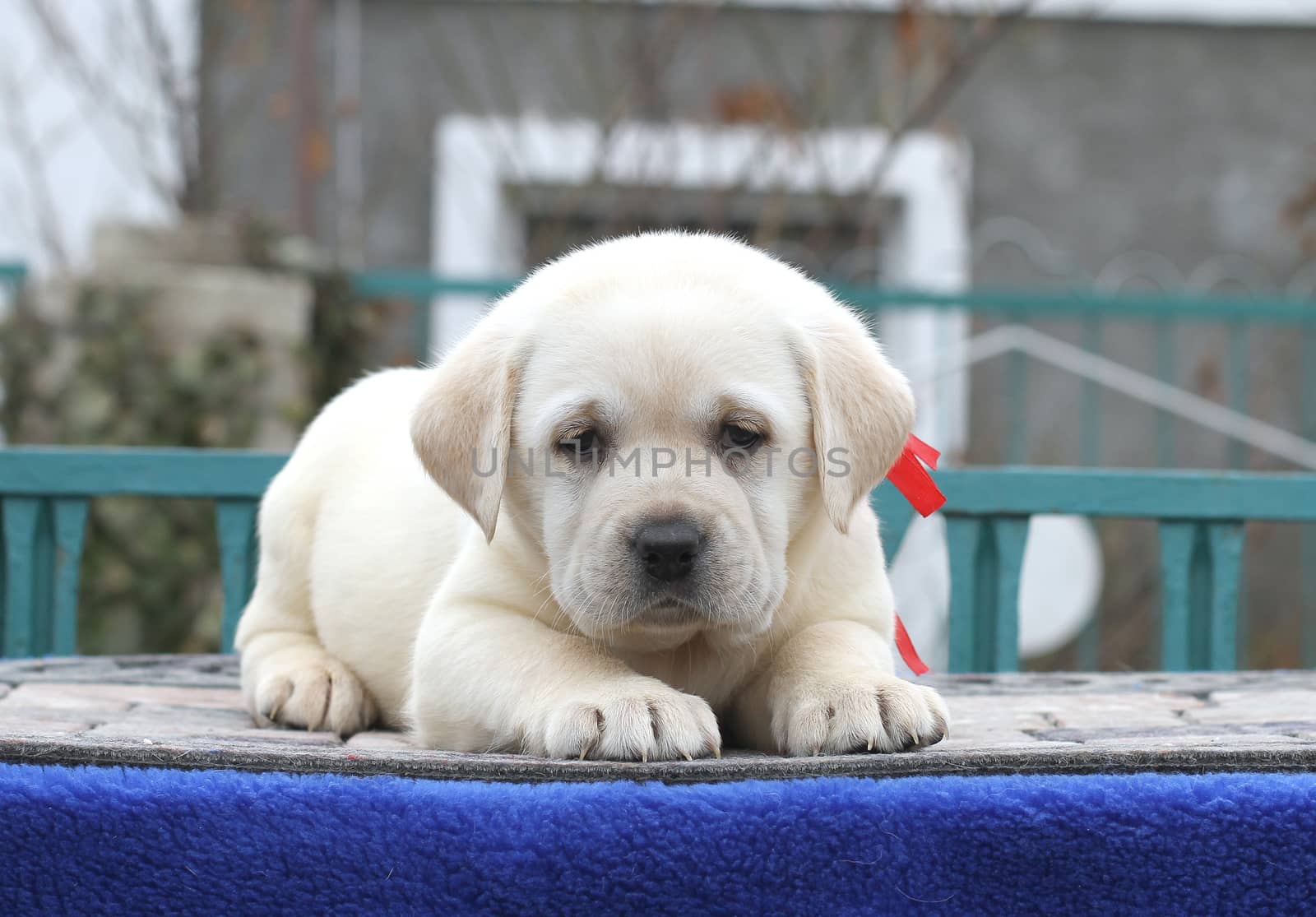 little lovely cute yellow labrador puppy sitting on blue background