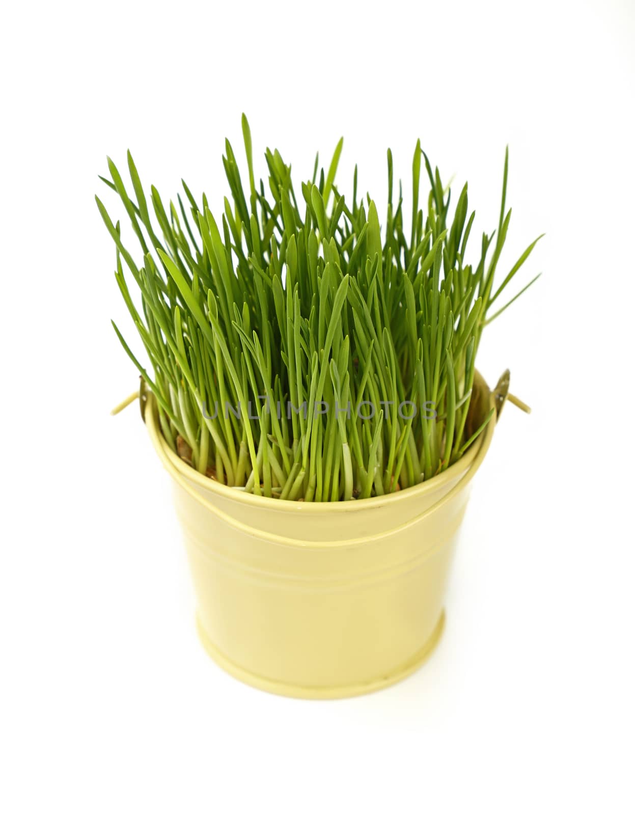 Spring fresh green grass growing in small painted metal bucket, close up over white background, high angle view