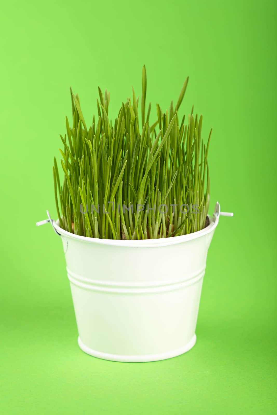 Spring fresh grass growing in small white painted metal bucket, close up over green paper background, low angle side view