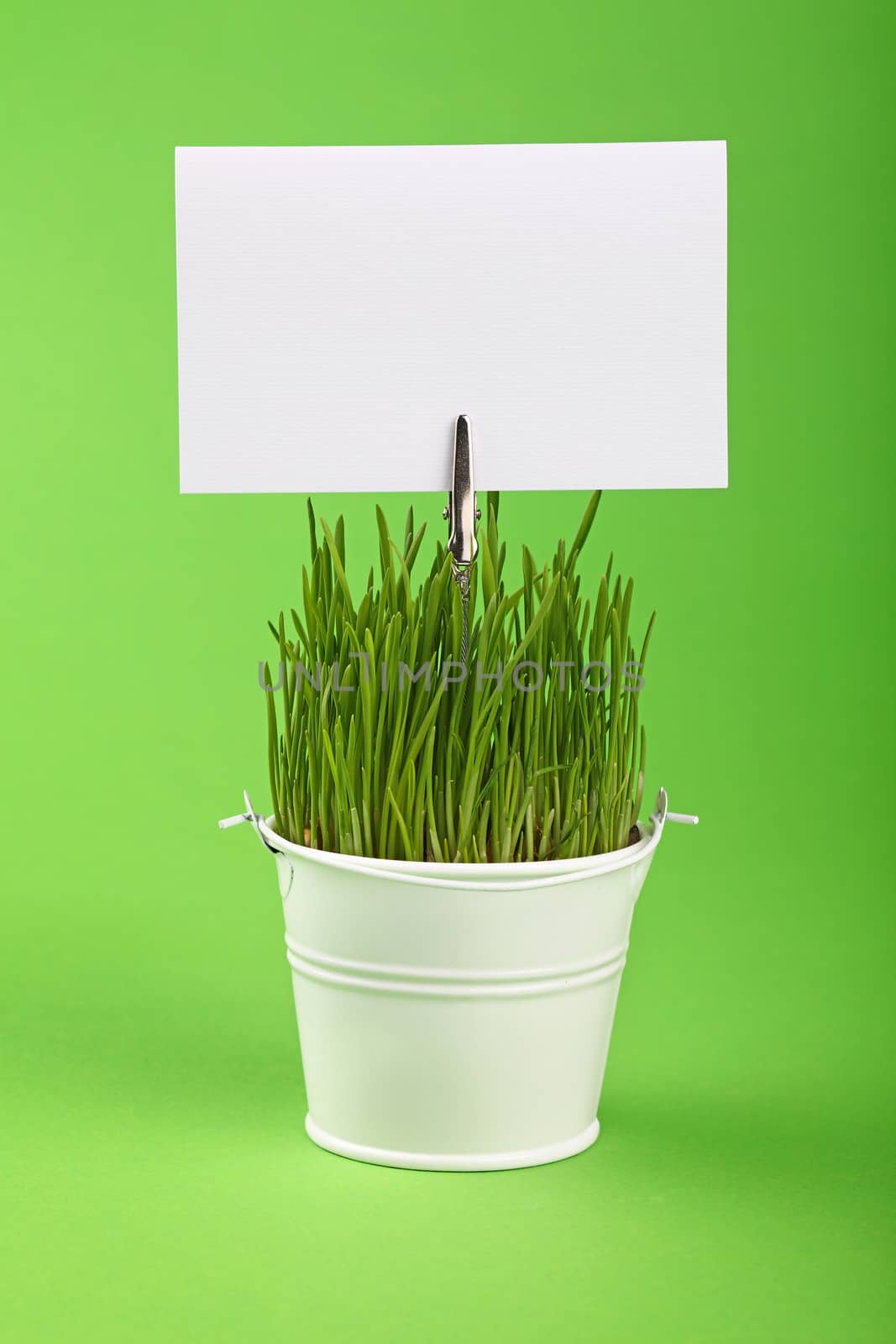 Fresh spring grass growing in small painted metal bucket with white paper sign copy space, close up over green paper background, low angle side view