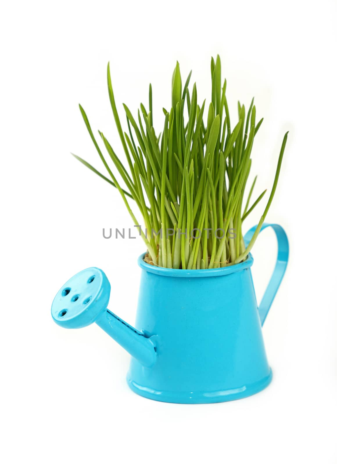 Spring fresh green grass growing in small blue metal watering pot, close up over white background, side view