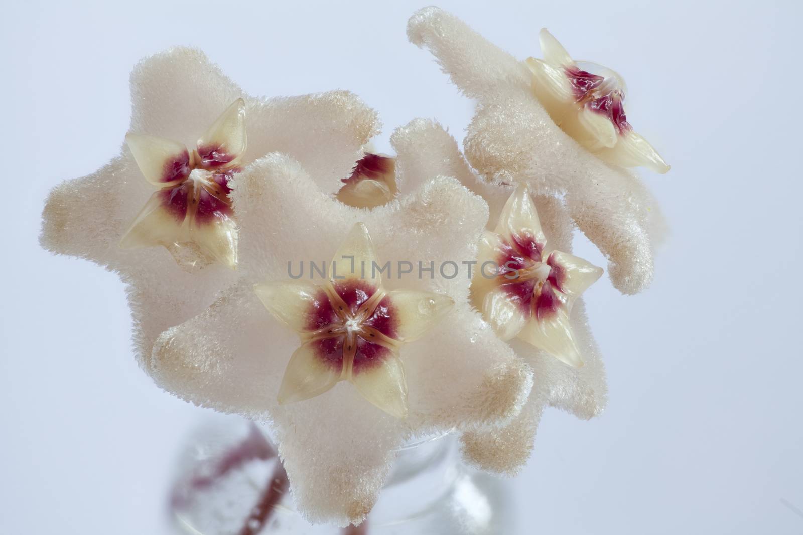 Nectar on Hoya flowers white background macro shot