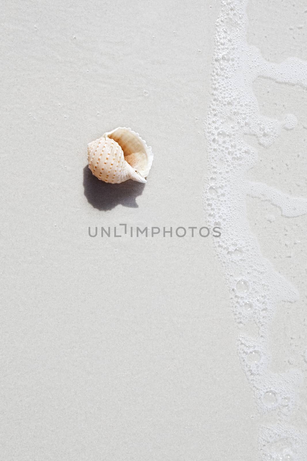 close up view of sea shell on blue sky background