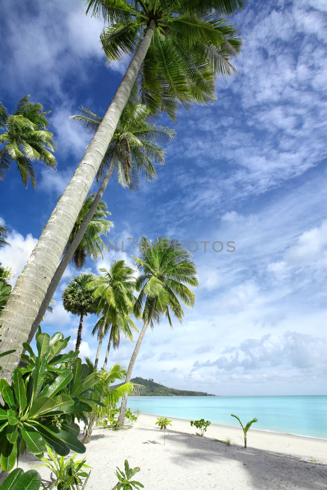 tropic beach by ersler
