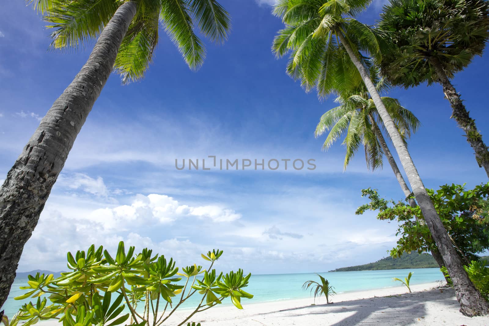 tropic beach view by ersler