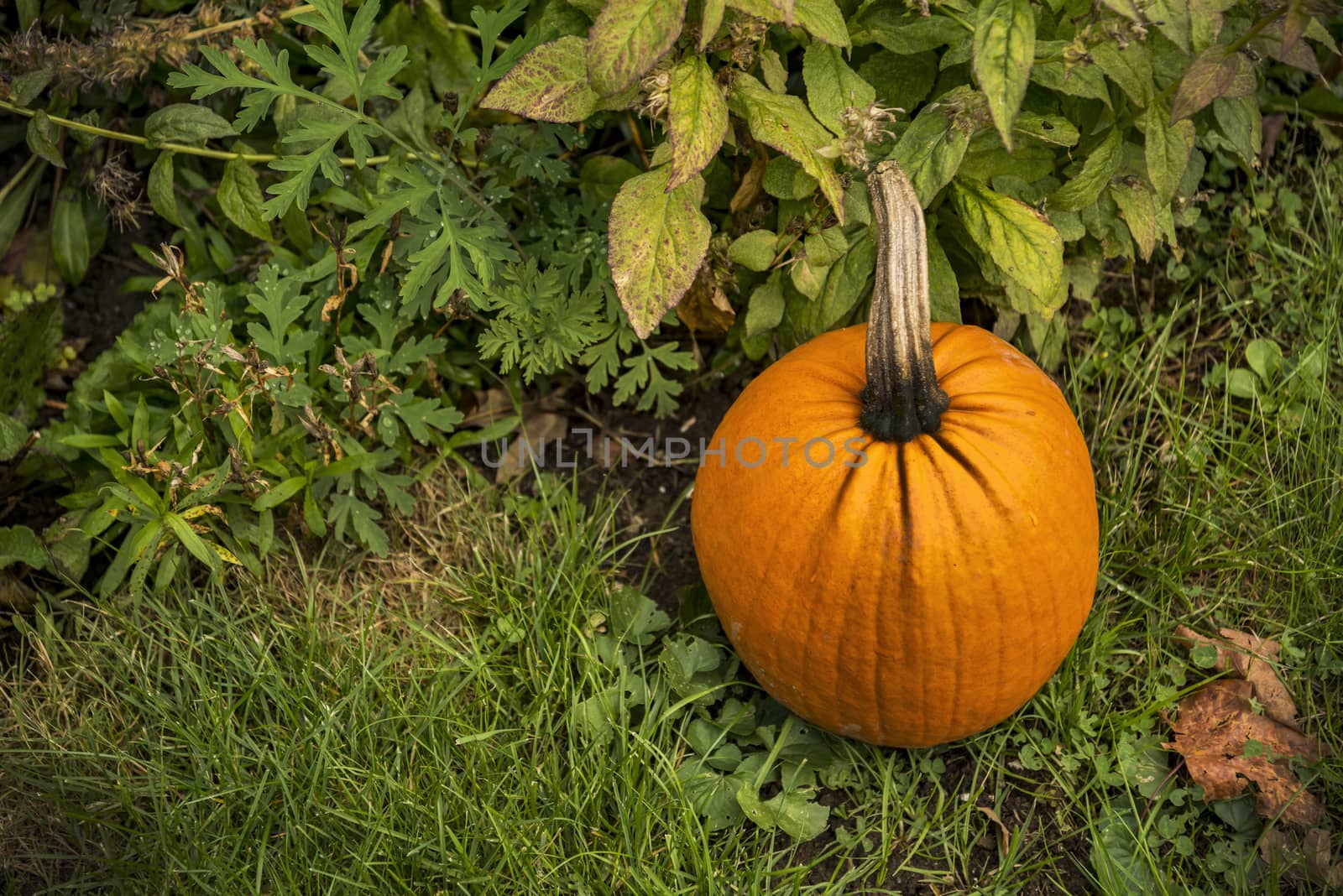 Big orange autumn pumpkin on the grass