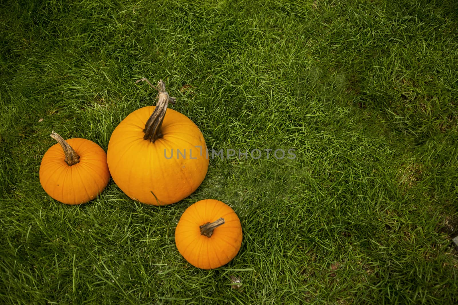 Big orange autumn pumpkin on the grass