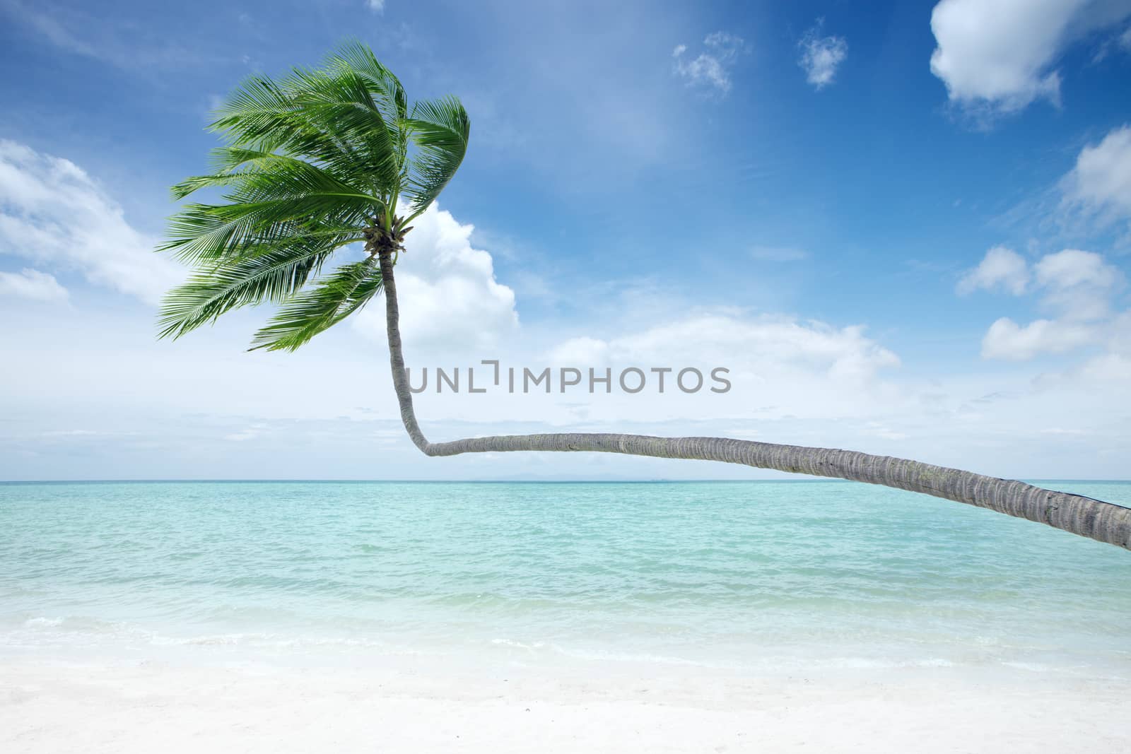View of nice tropical beach with some palm